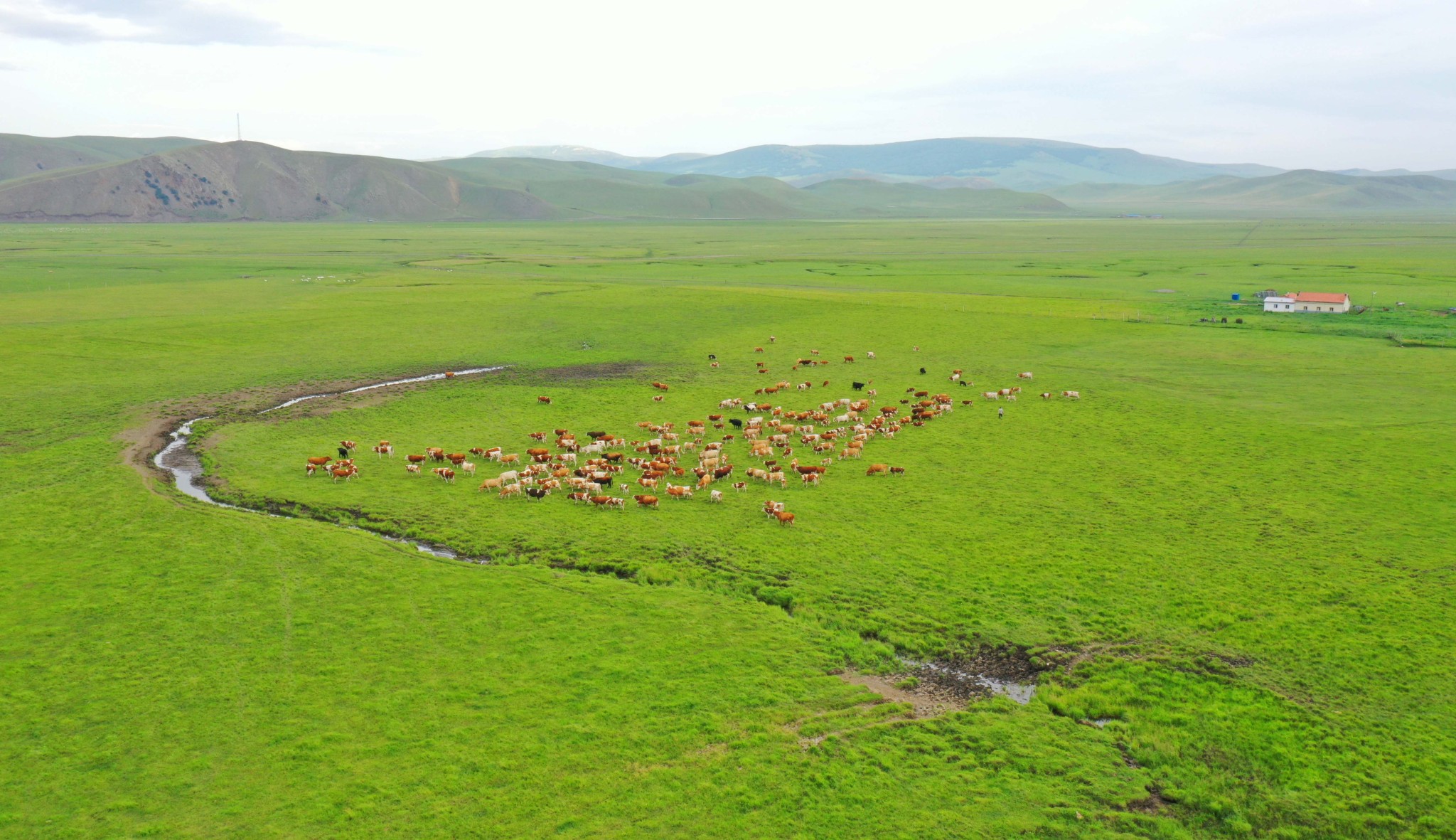 Livestock forage along a stream on the Horqin Grassland in Inner Mongolia. /CFP