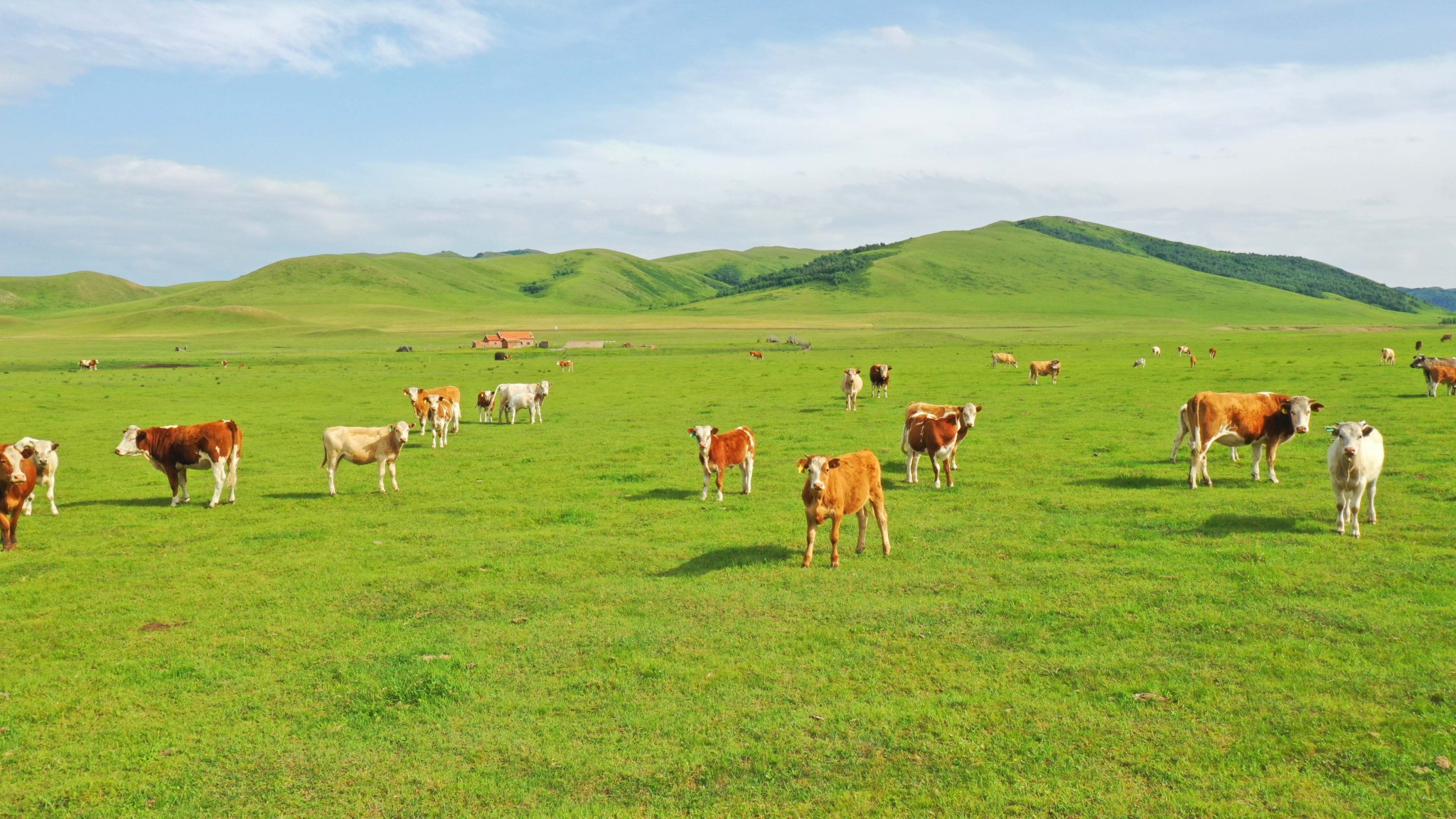 A typical summer scene on the Horqin Grassland in Inner Mongolia /CFP