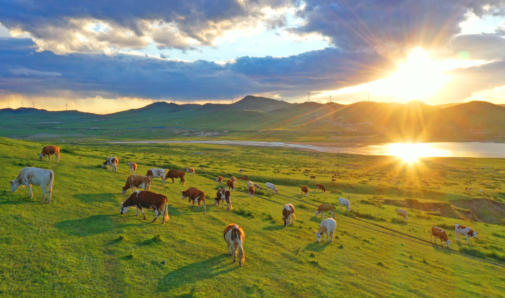 Cattle and sheep graze on the Horqin Grassland in Inner Mongolia. /CFP