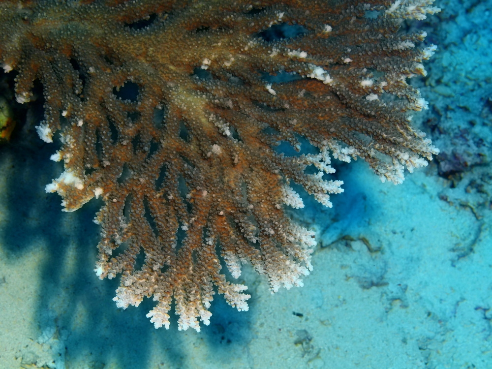 An undated photo shows a stony coral. /IC