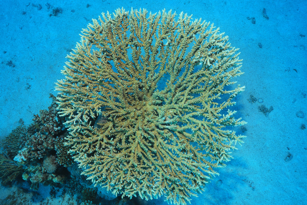 An undated photo shows a round stony coral. /IC