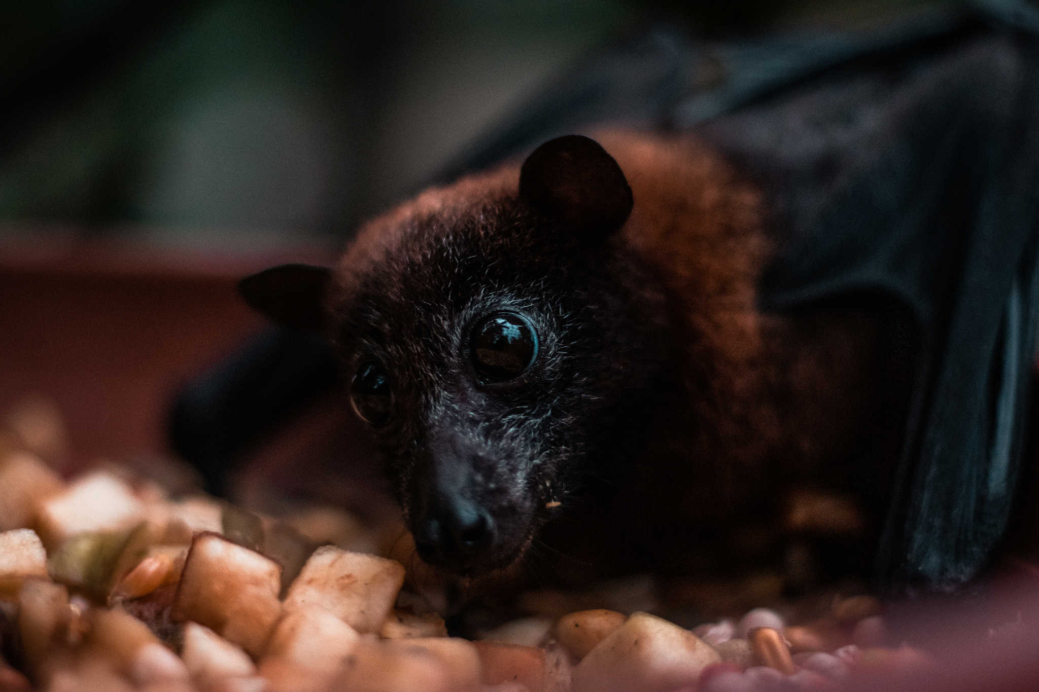 A fruit bat. /CFP
