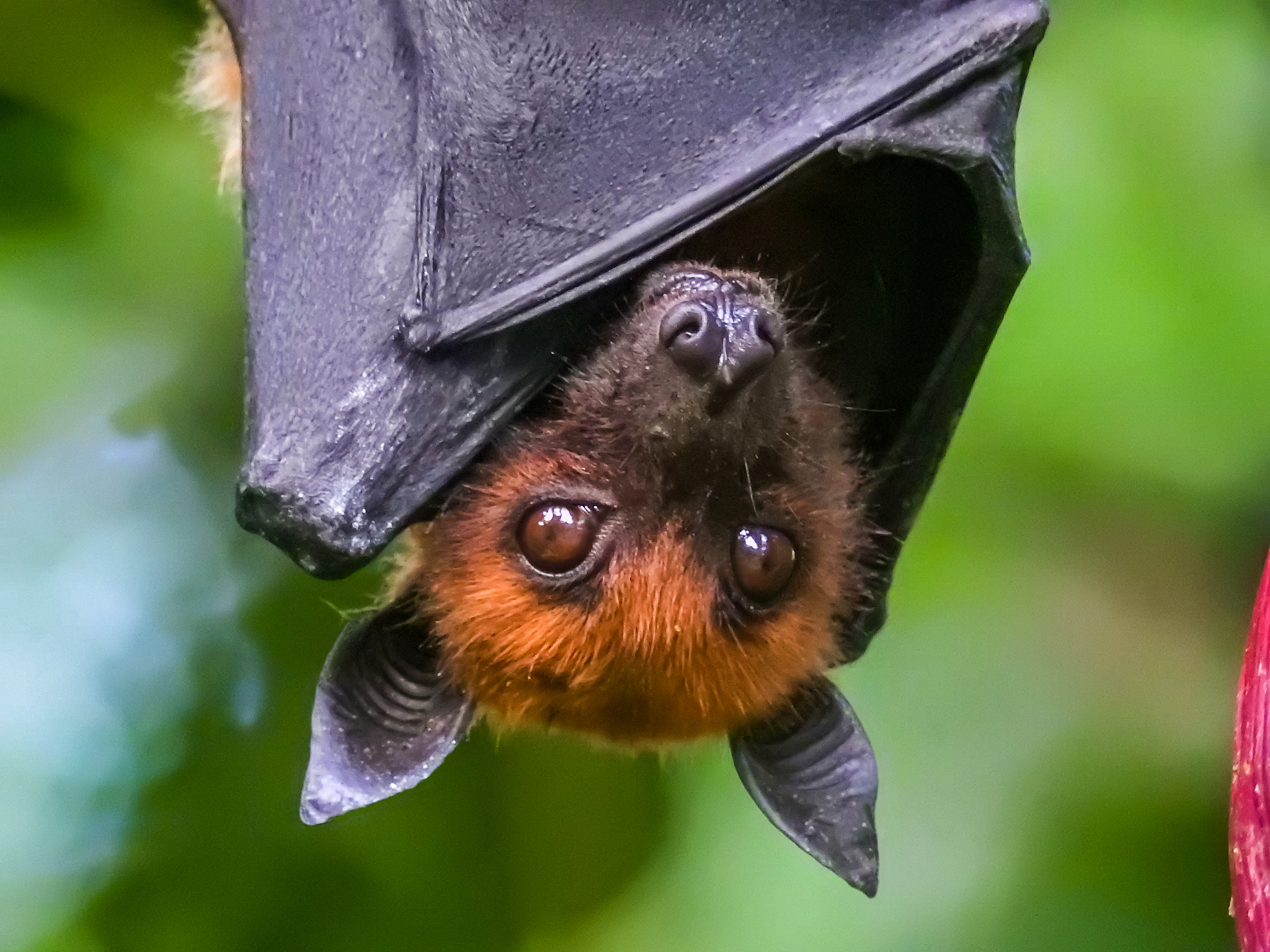 Israeli researchers discovered that wild bats possess high cognitive abilities once thought to be unique to humans. /CFP