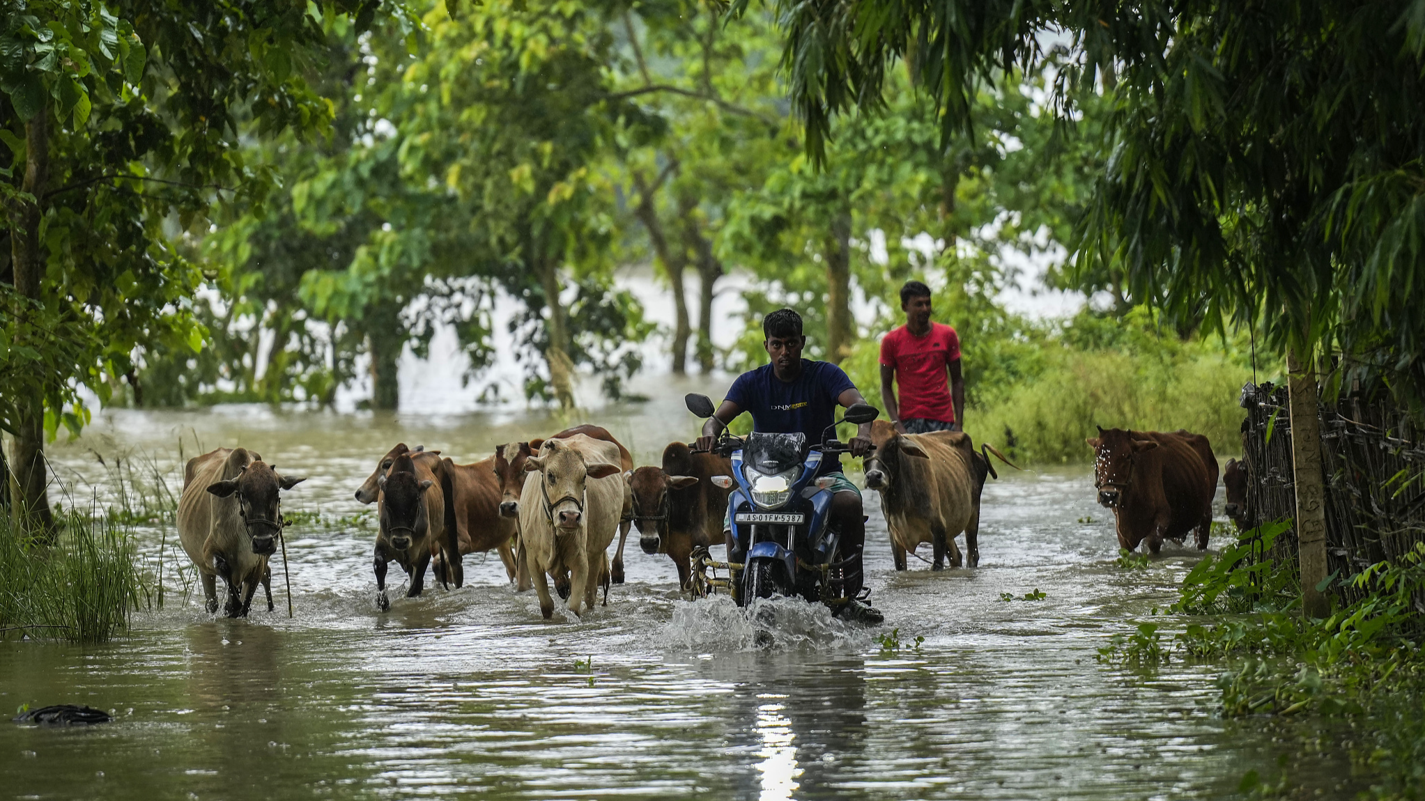 Flood-affected villagers and their cattle go through floodwaters in Sildubi village, Morigaon district in the northeastern state of Assam in India, July 2, 2024. /CFP