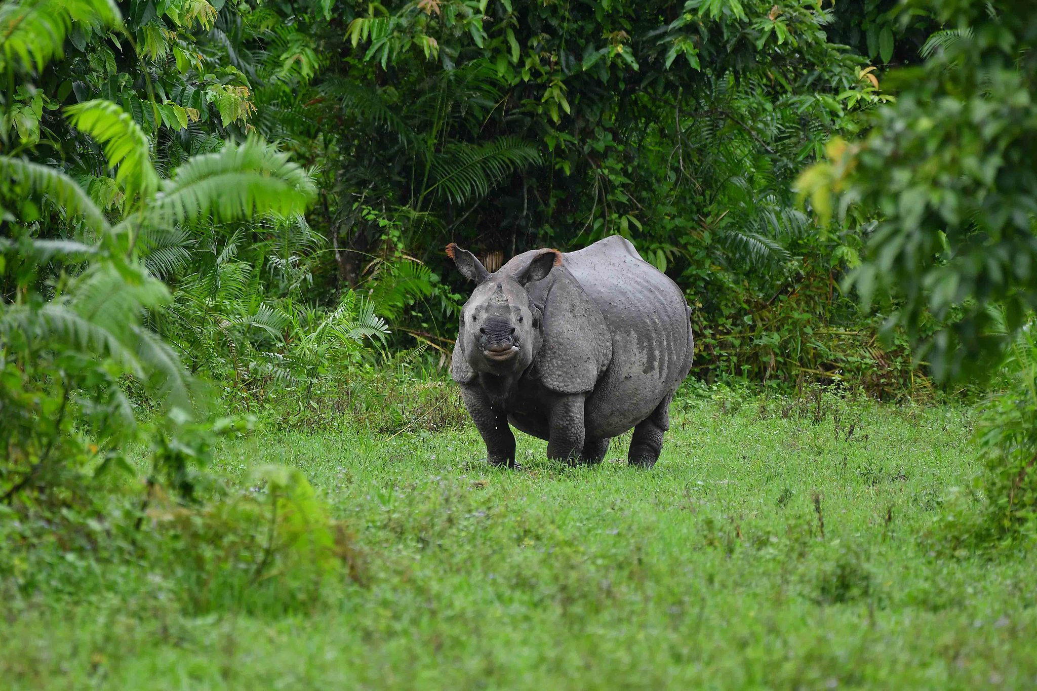 An Indian one-horned rhinoceros takes shelter on dry land during flooding at Kaziranga National Park in Nagaon district in Assam, India, July 1, 2024. /CFP