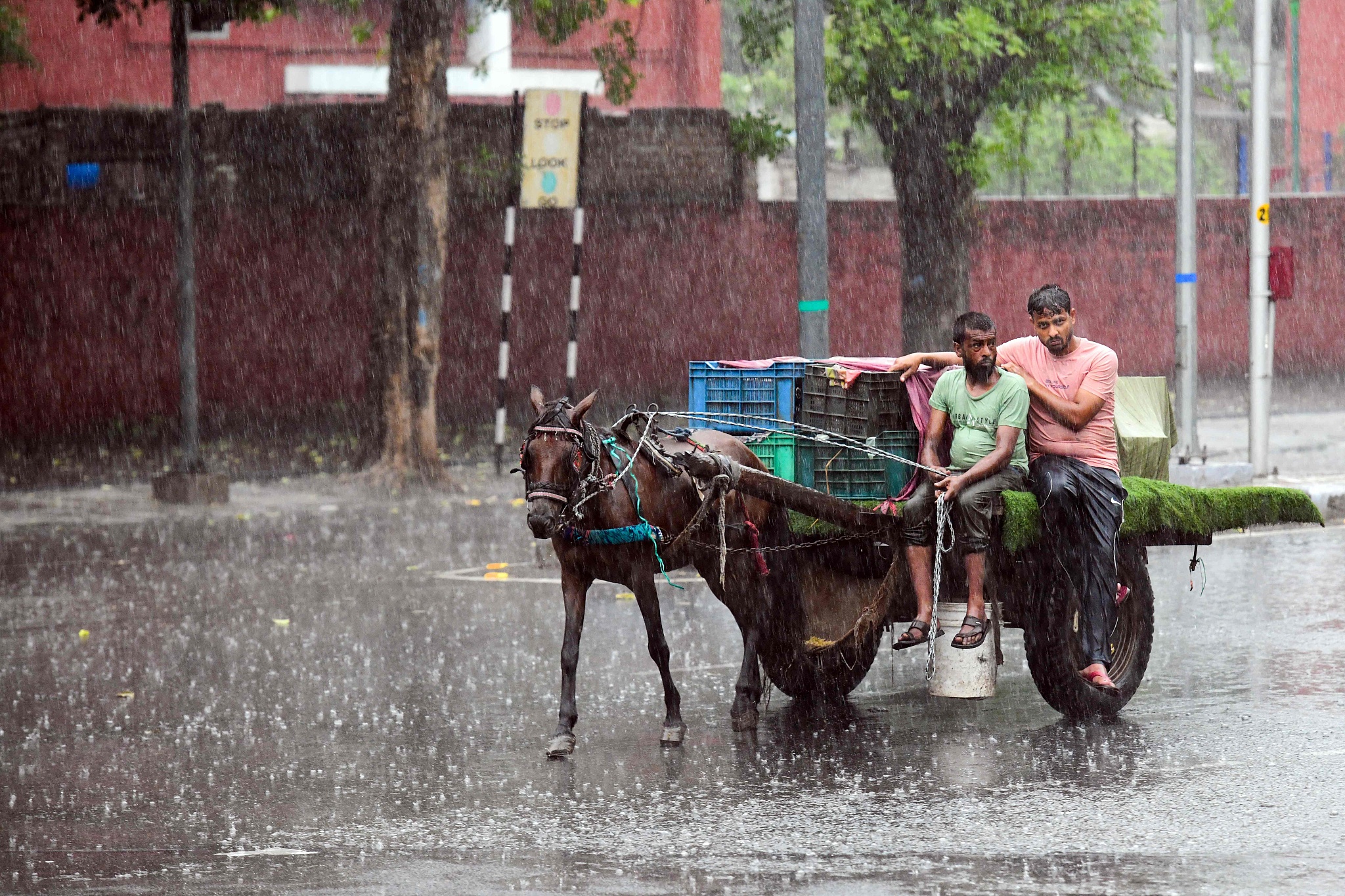 Men ride a donkey cart along a street amid rainfall in Chandigarh, India, July 2, 2024. /CFP