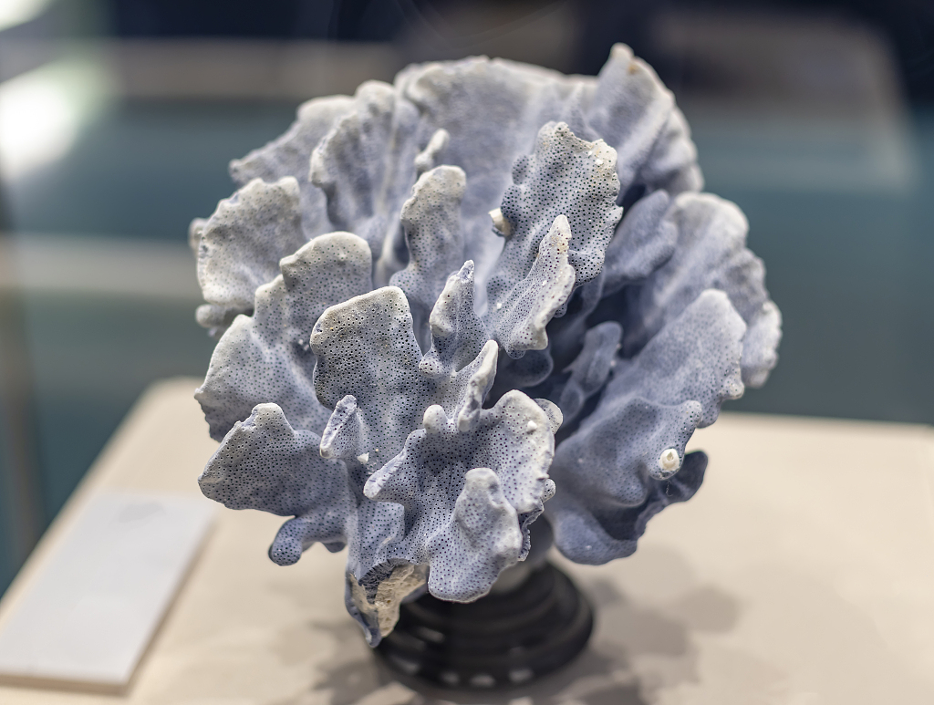 An undated photo shows blue coral on display at a museum in China. /CFP