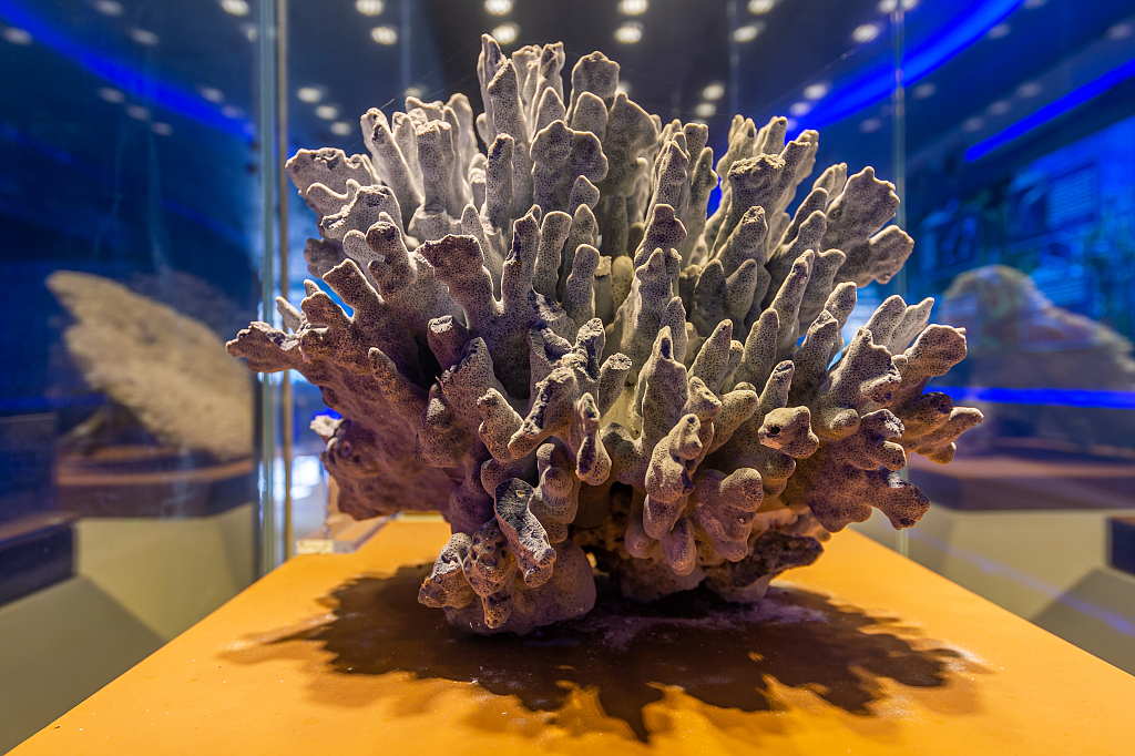 An undated photo shows blue coral on display at a museum in China. /CFP