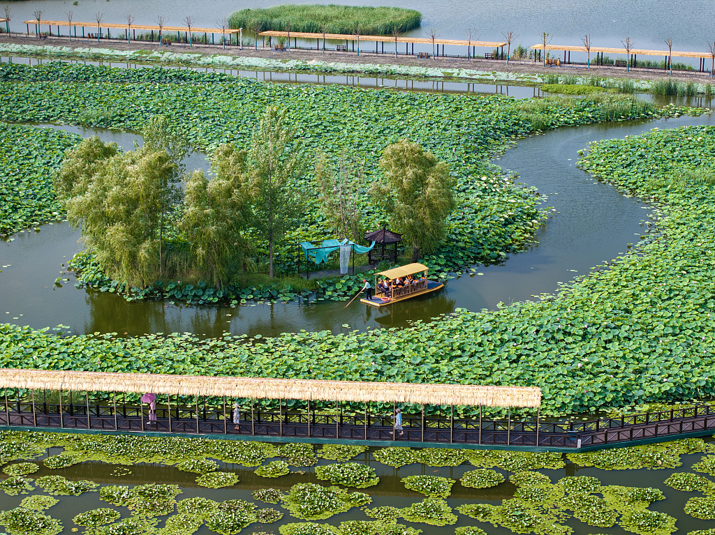 A photo taken on July 3, 2024 shows a boat sailing through a lotus pond in Taizhou, Jiangsu Province. /CFP