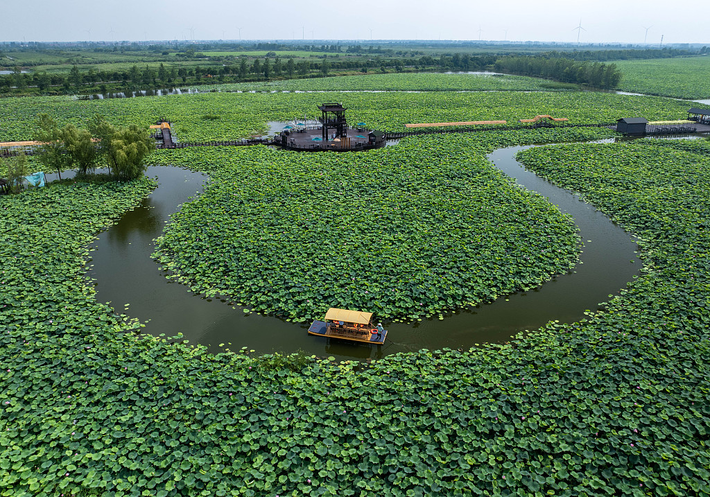 A photo taken on July 3, 2024 shows a boat sailing through a lotus pond in Taizhou, Jiangsu Province. /CFP