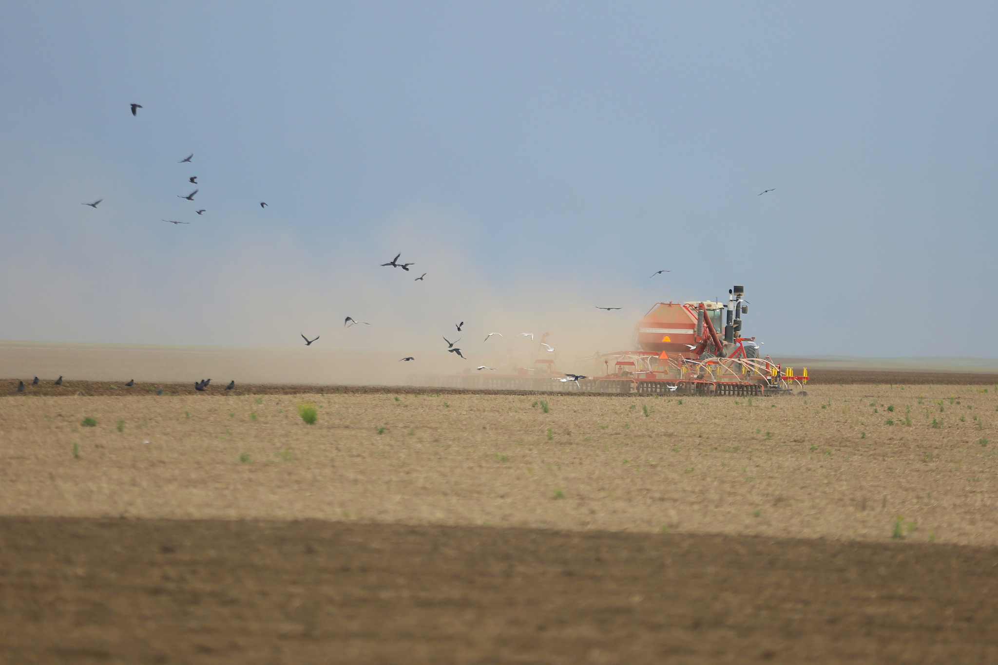 Farmers are busy sowing wheat during the spring planting season in Kazakhstan, June 4, 2024. /CFP