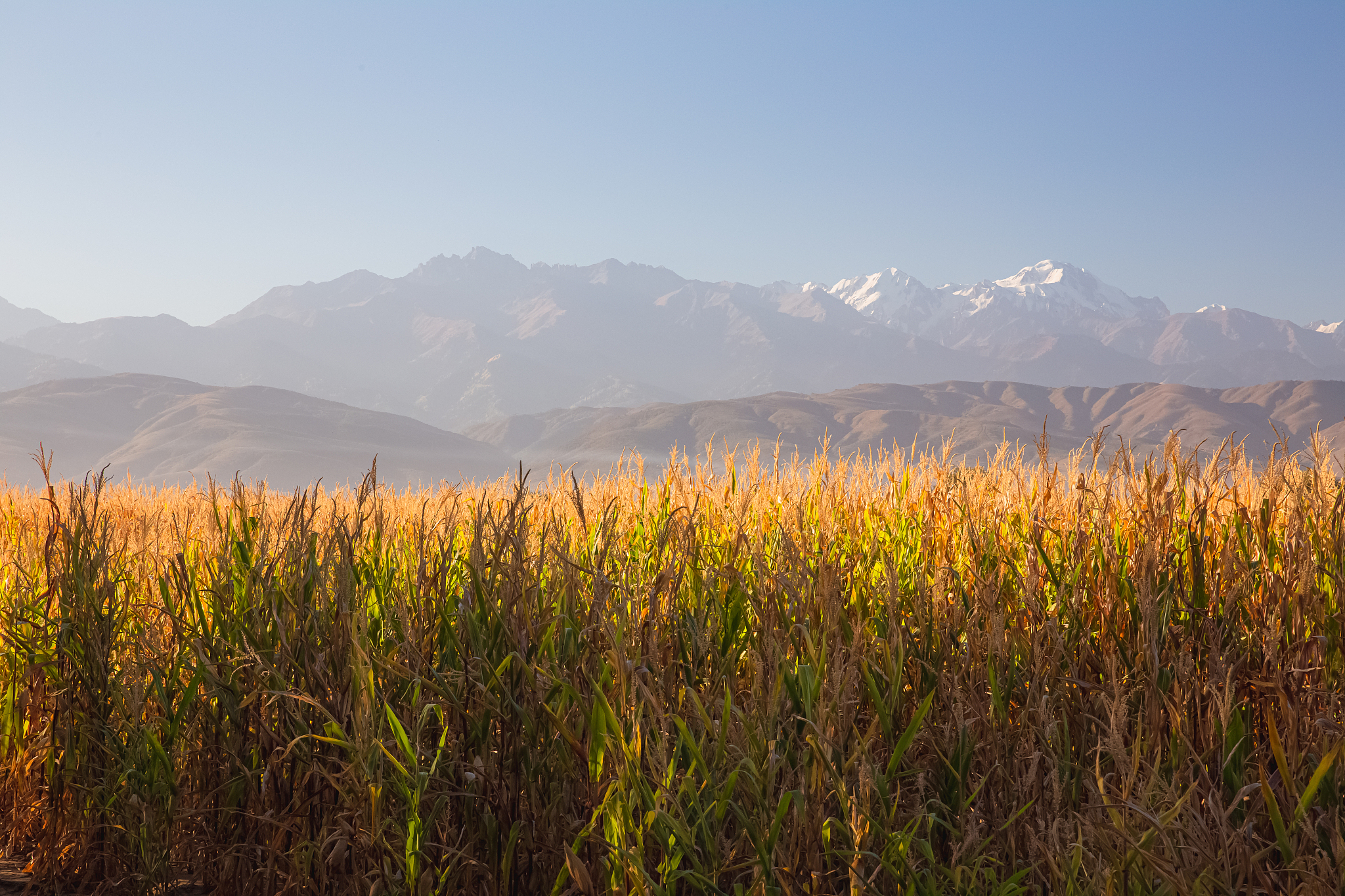 Wheat field in Kazakhstan. /CFP
