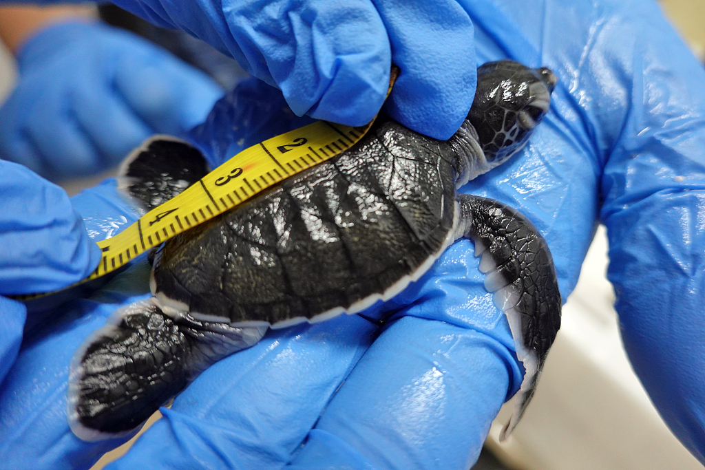 A file photo shows a sea turtle being checked by researchers in Yantai, Shandong Province. /CFPc