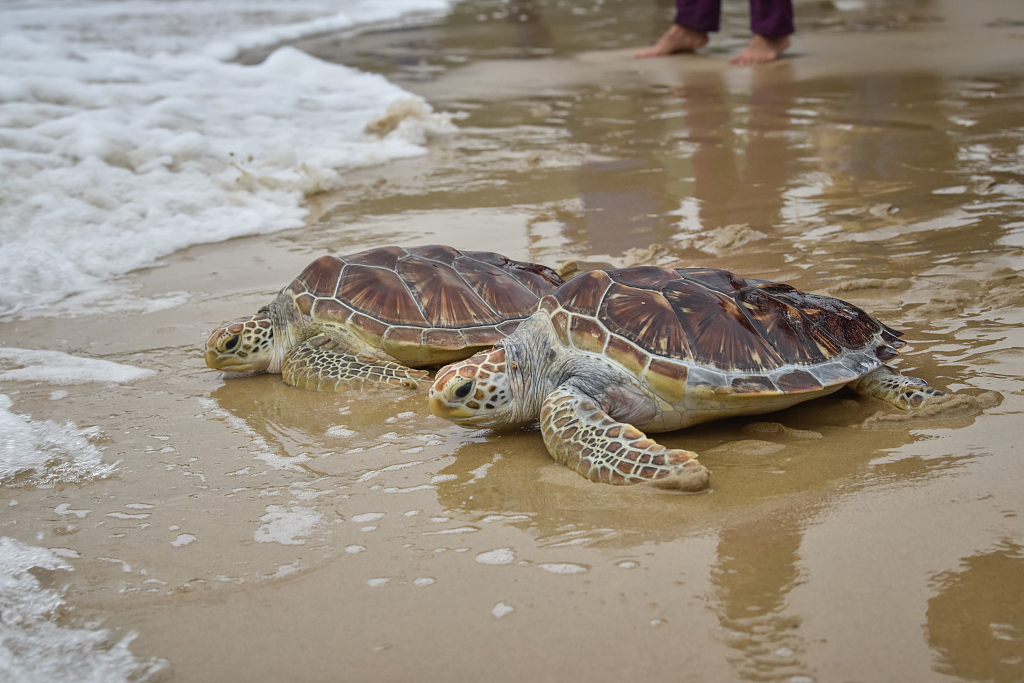 A file photo shows sea turtles being returned to the ocean in Wenchang, Hainan. /CFP