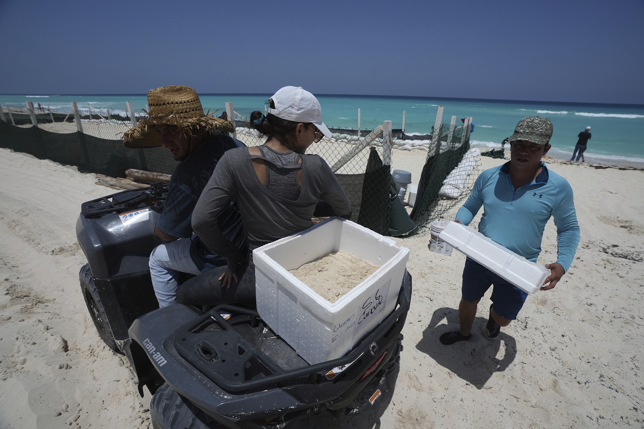 State employees evacuate turtle eggs from the beach to protect them from the incoming Hurricane Beryl, Cancun, Mexico, July 3, 2024. /CFP