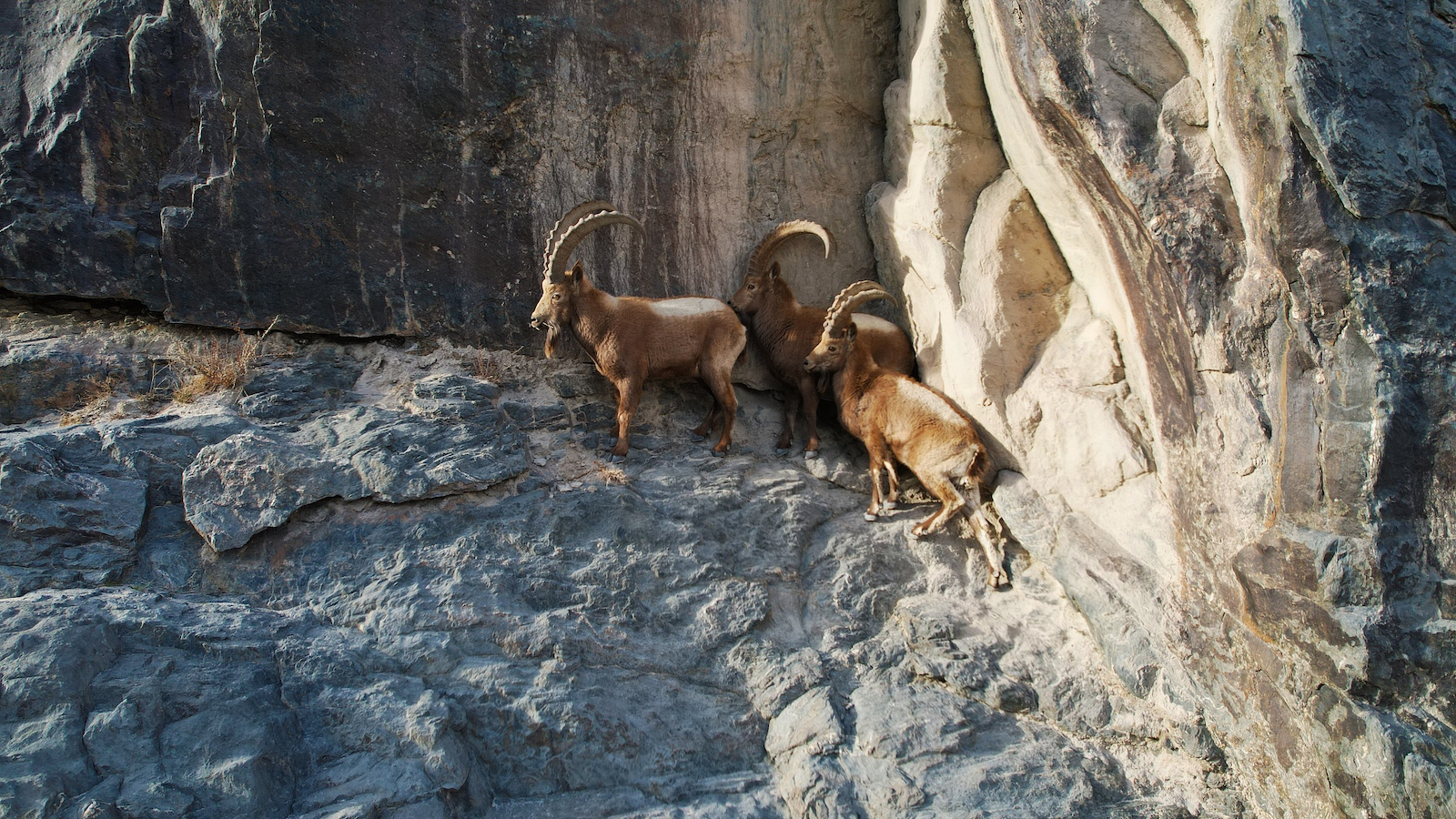 Siberian ibexes walk on a cliff in Aksu Prefecture, Xinjiang Uygur Autonomous Region, northwest China, June 3, 2024. /CFP