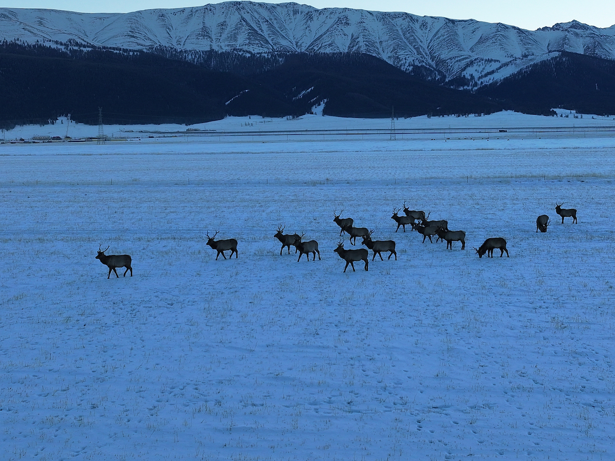 Red deer roam Hami City, Xinjiang Uygur Autonomous Region, northwest China, January 28, 2024. /CFP
