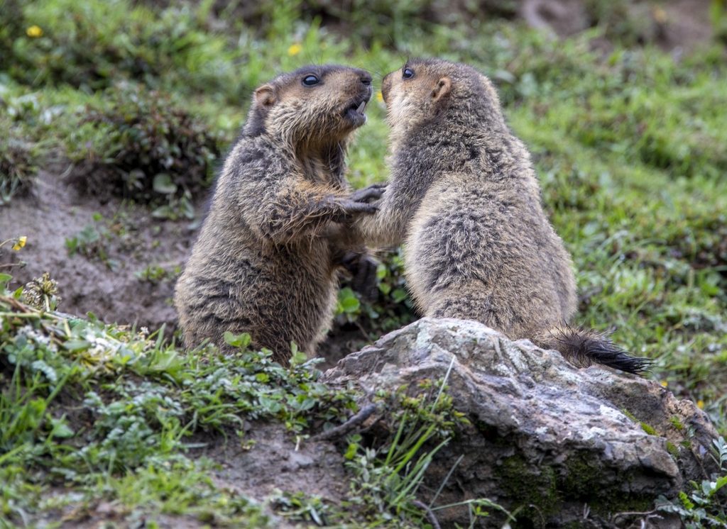 Marmots are spotted standing on their hind legs at Moshi Park Scenic Area in Ganzi, southwest China's Sichuan Province on June 29, 2024. /IC