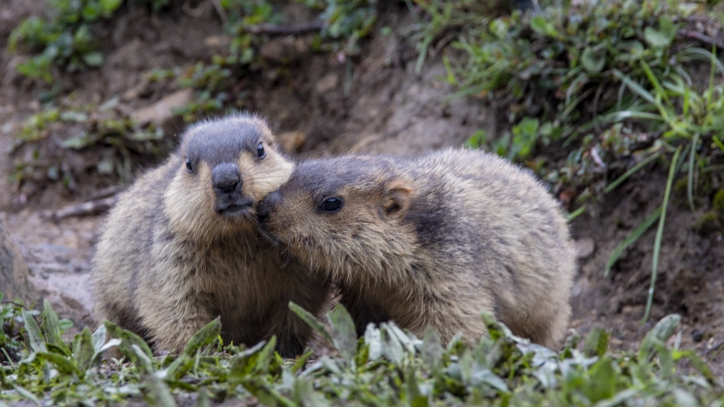 Wild marmots frolic in Ganzi