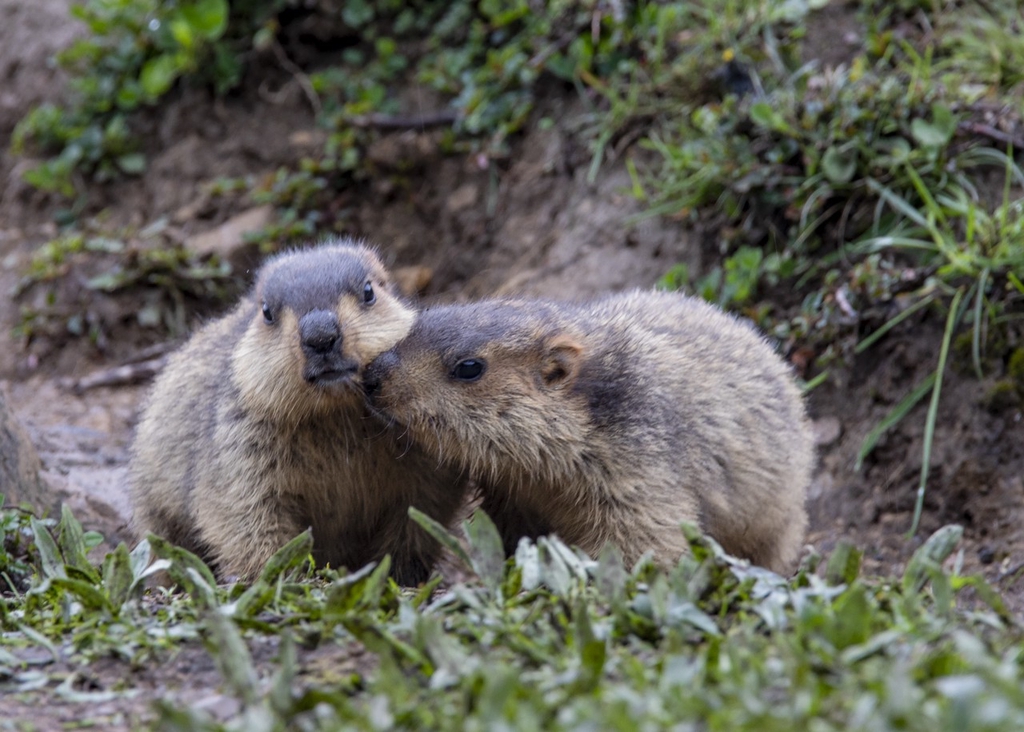 Marmots caress one another at Moshi Park Scenic Area in Ganzi, southwest China's Sichuan Province on June 29, 2024. /IC