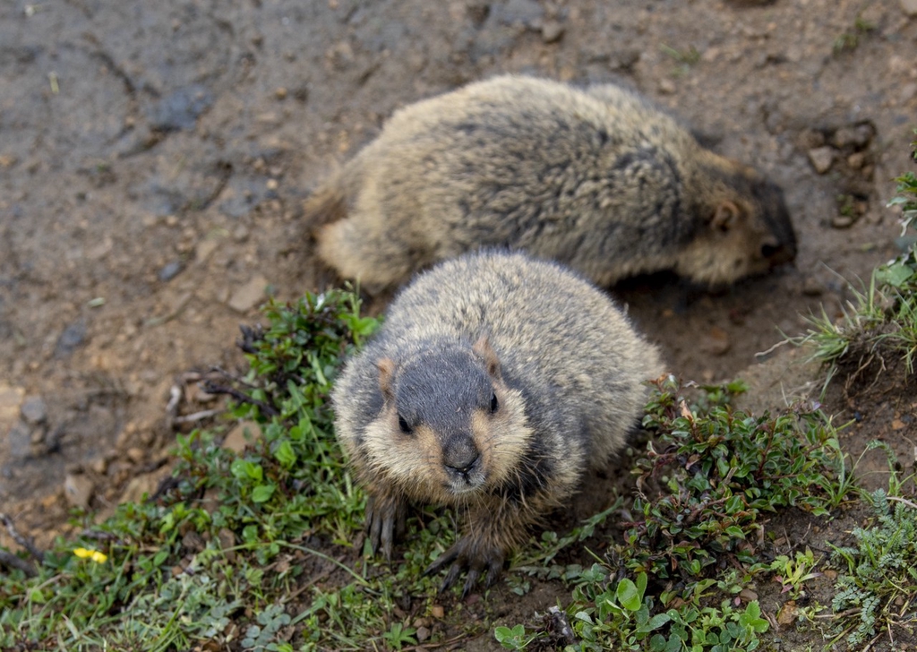 Marmots are spotted at Moshi Park Scenic Area in Ganzi, southwest China's Sichuan Province on June 29, 2024. /IC