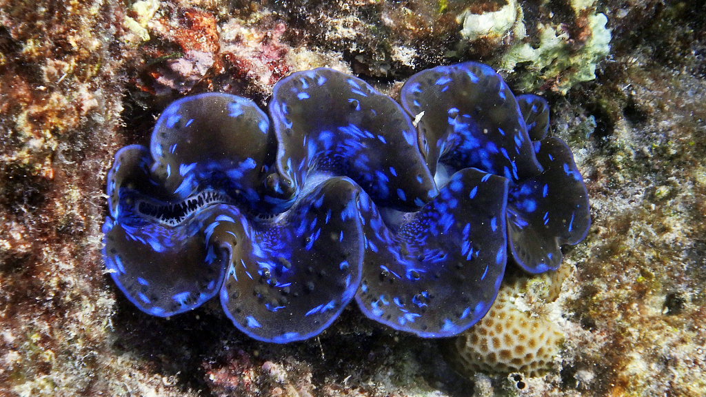 Tridacnidae: The ocean's hidden, vibrant hues