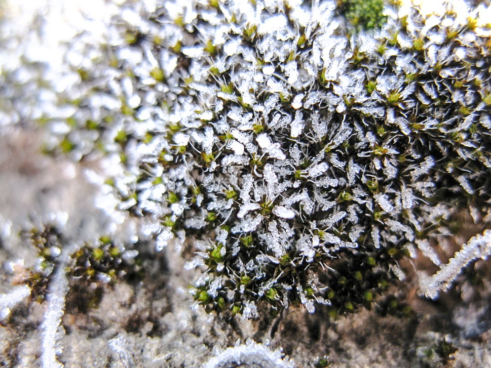 Syntrichia caninervis, also known as steppe screw moss, is a globally distributed moss species that flourishes in harsh deserts. /Courtesy of the Xinjiang Institute of Ecology and Geography