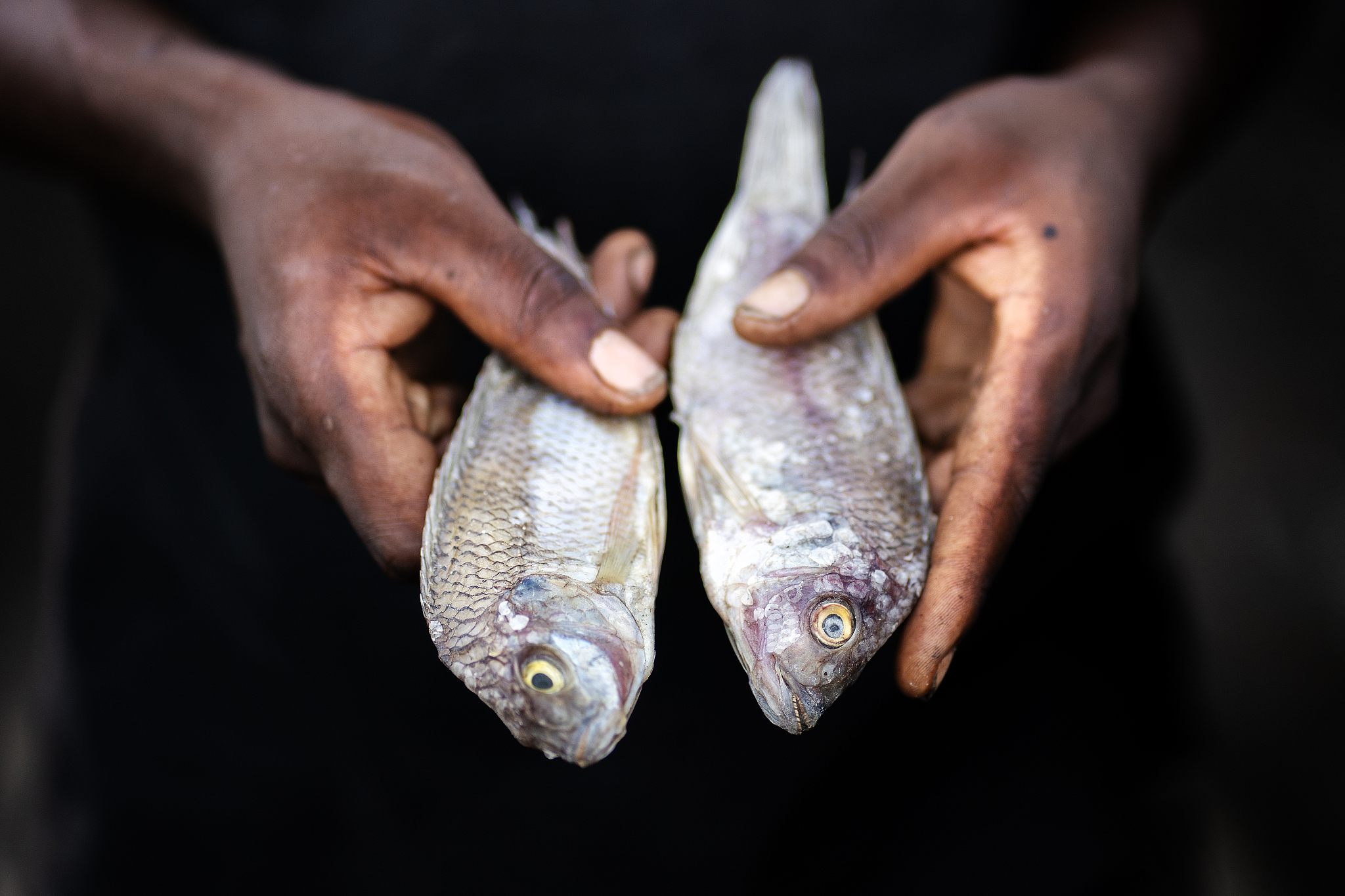 A man displays fish on the shores of Lake Chilwa in the Machinga district of Malawi. In 2015, the Lake Chilwa in Malawi completely dried out because of climate change, which led to the loss of most species of fish, putting more pressure on another vital food source. /CFP