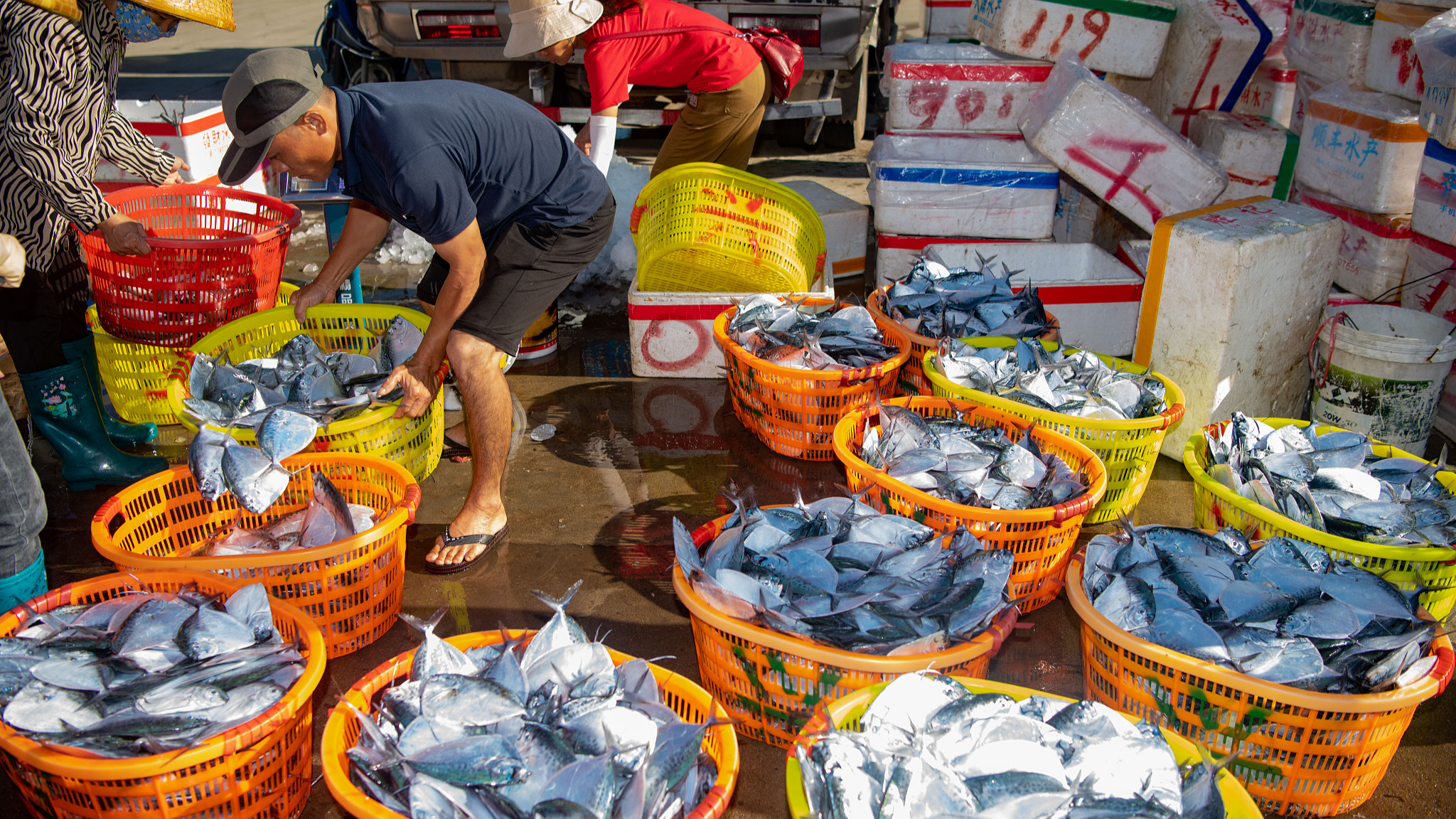 In Hainan Province, fishermen at Tanmen Port unload seafood at the dock on Sept 4, 2021. /CFP