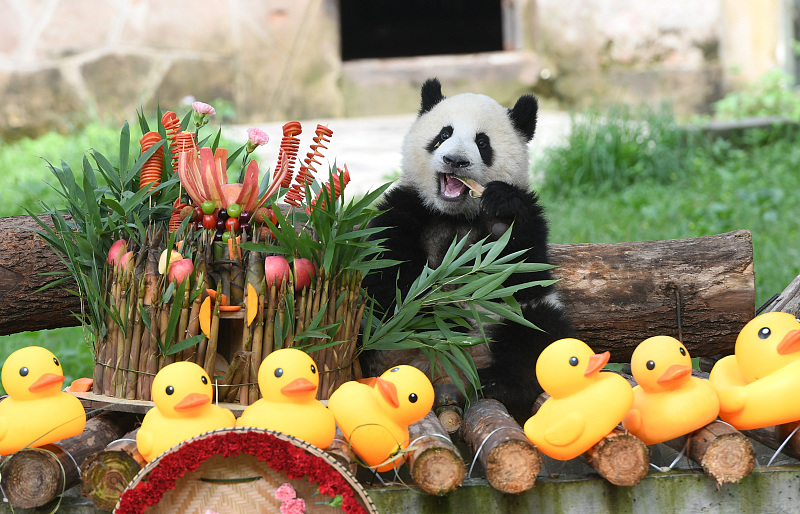 Giant panda Mang Cancan eats his birthday cake at Chongqing Zoo in southwest China, July 6, 2024. /CFP