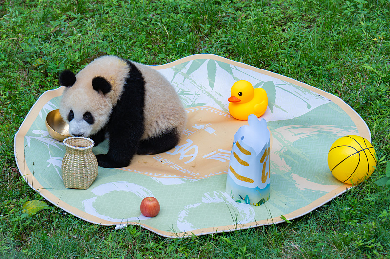 Giant panda Mang Cancan plays with toys at a Zhuazhou ceremony to celebrate his first birthday at Chongqing Zoo in southwest China, July 6, 2024. /CFP