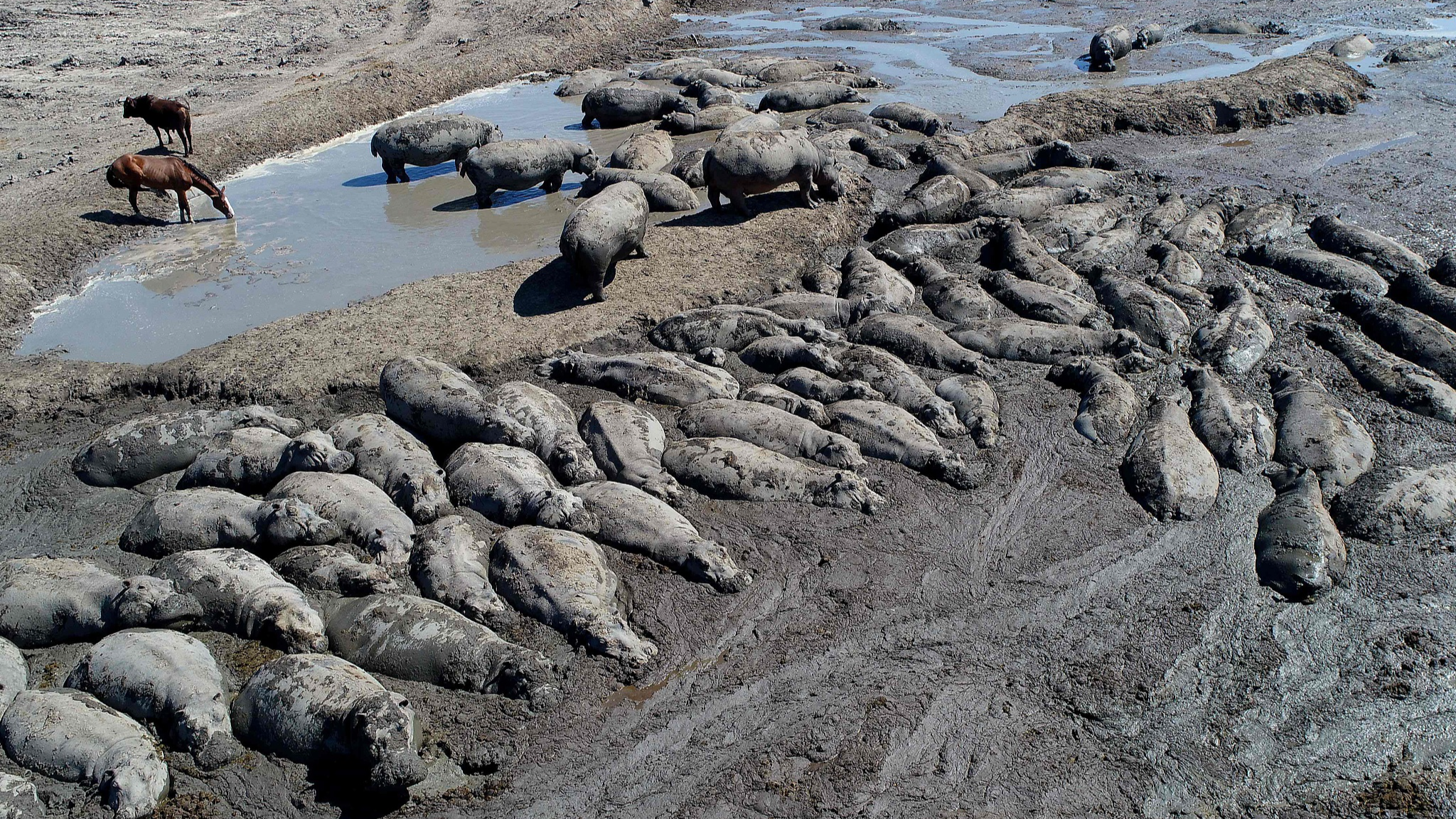 An aerial view shows hippos stuck in a dried up channel near the Nxaraga village in the Okavango Delta on the outskirts of Maun, Botswana, April 25, 2024. /CFP
