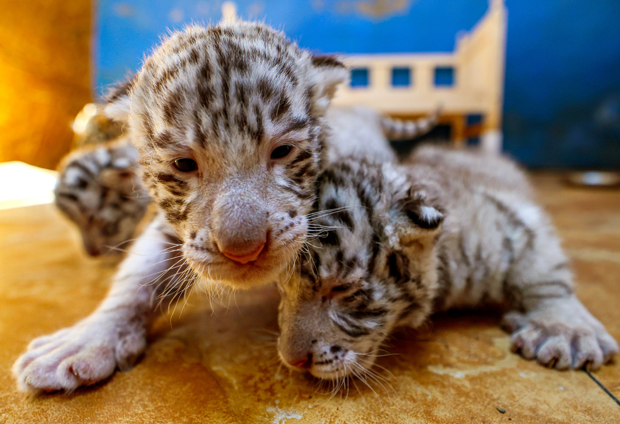 Three newly-born Bengal tiger cubs are photographed crawling, tumbling, playing and resting in their enclosure at a zoo in Rongcheng, Shandong Province, July 6, 2024. /CFP