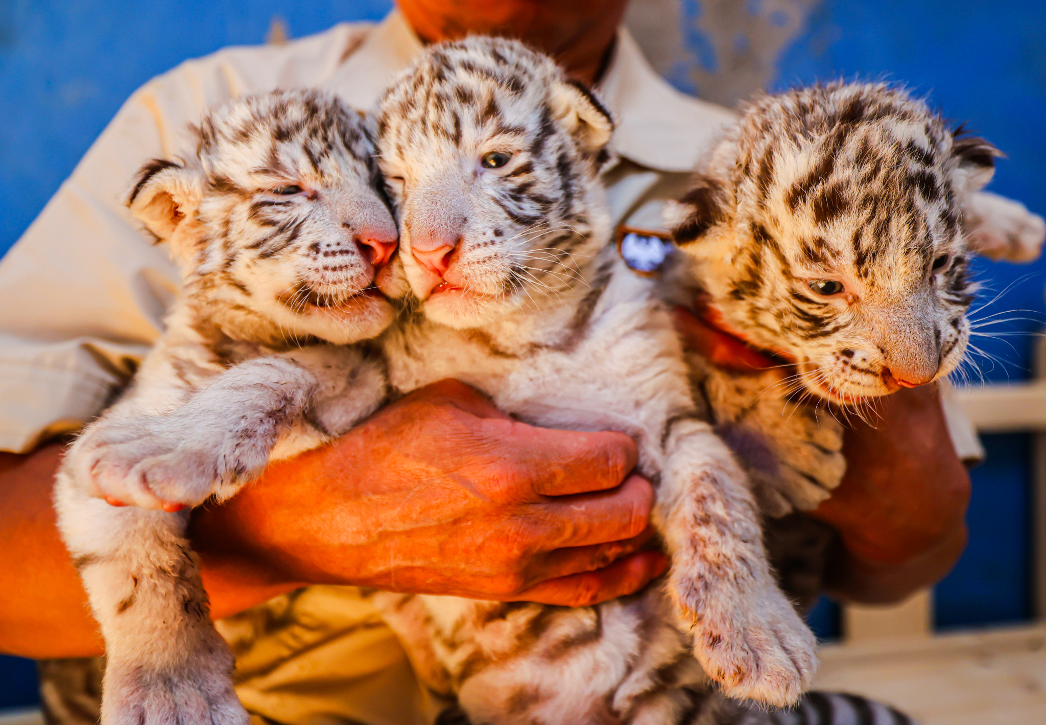 Three newly-born Bengal tiger cubs are photographed crawling, tumbling, playing and resting in their enclosure at a zoo in Rongcheng, Shandong Province, July 6, 2024. /CFP