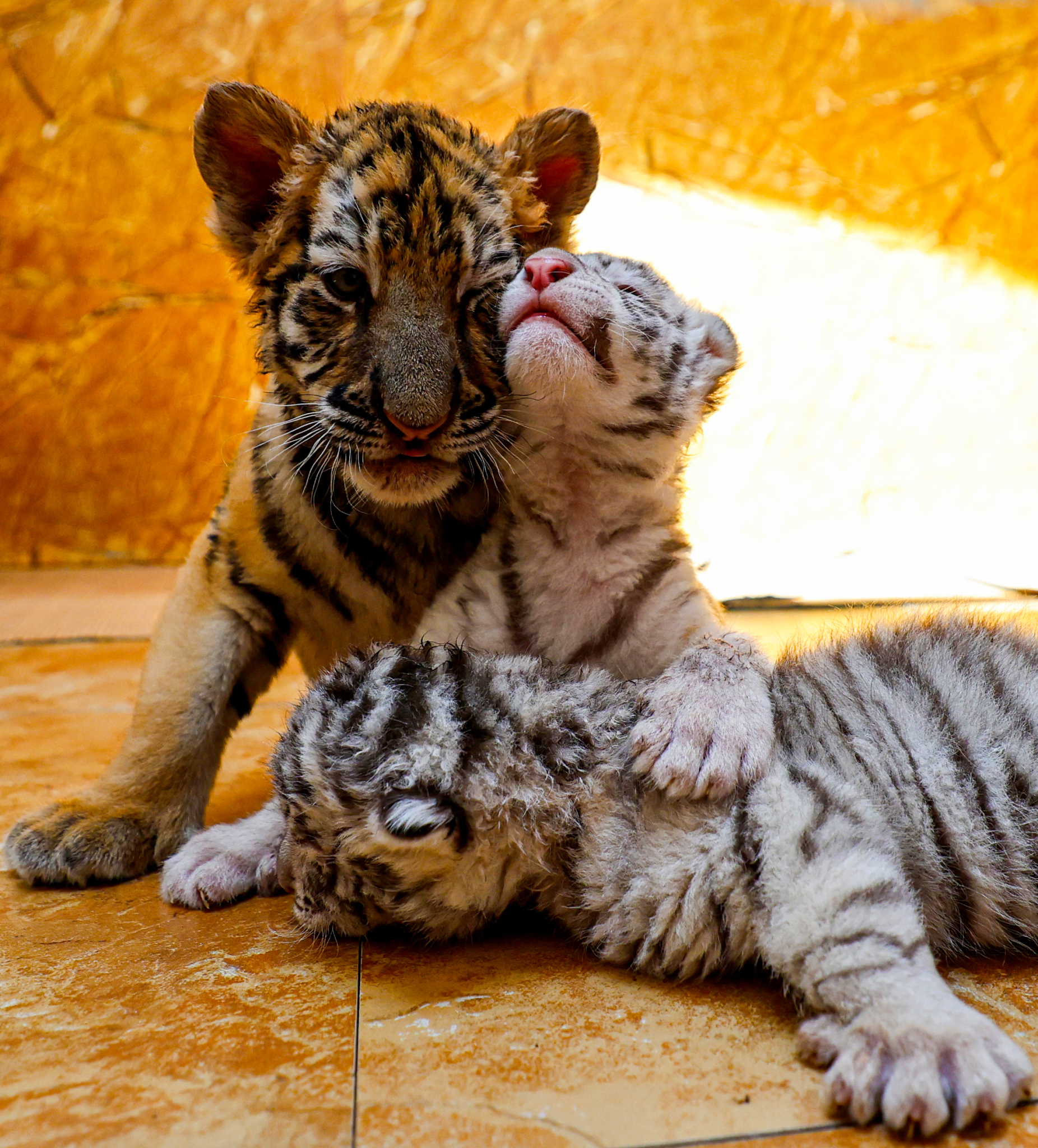 Three newly-born Bengal tiger cubs are photographed crawling, tumbling, playing and resting in their enclosure at a zoo in Rongcheng, Shandong Province, July 6, 2024. /CFP