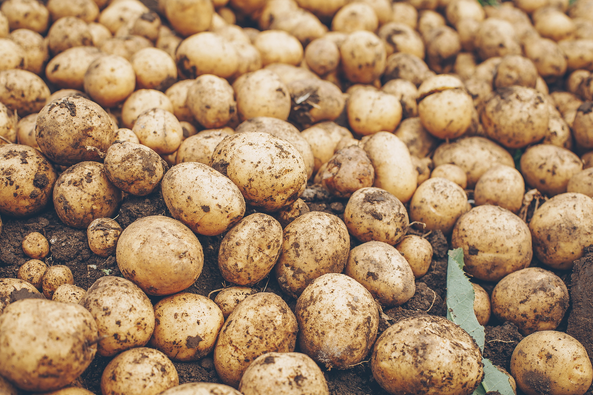 Fresh organic potatoes on farm. /CFP