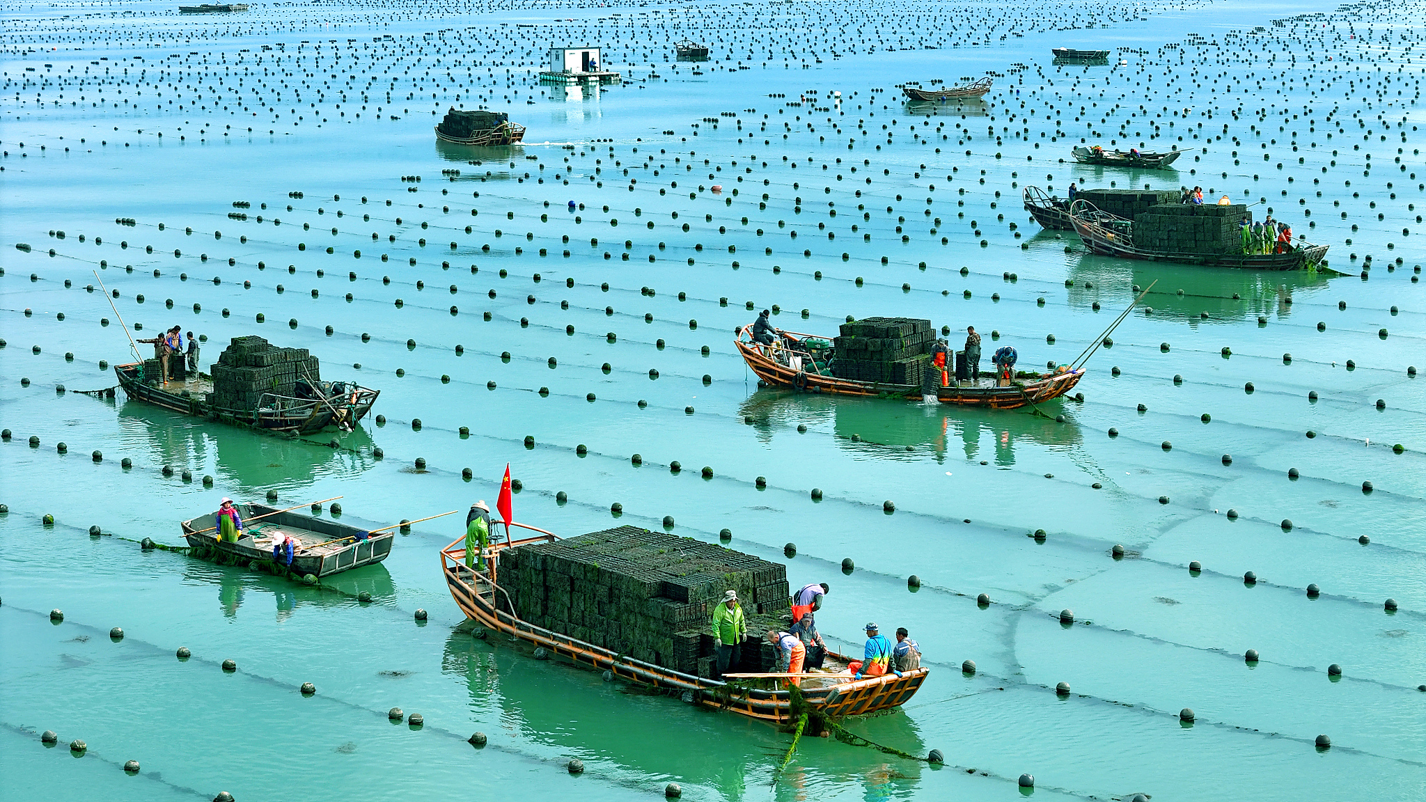 Workers collect abalone seedlings to be transferred to the Fujian sea to continue breeding, Ailun Bay ocean ranch, Weihai City, Shandong Province, China, November 7, 2023. /CFP
