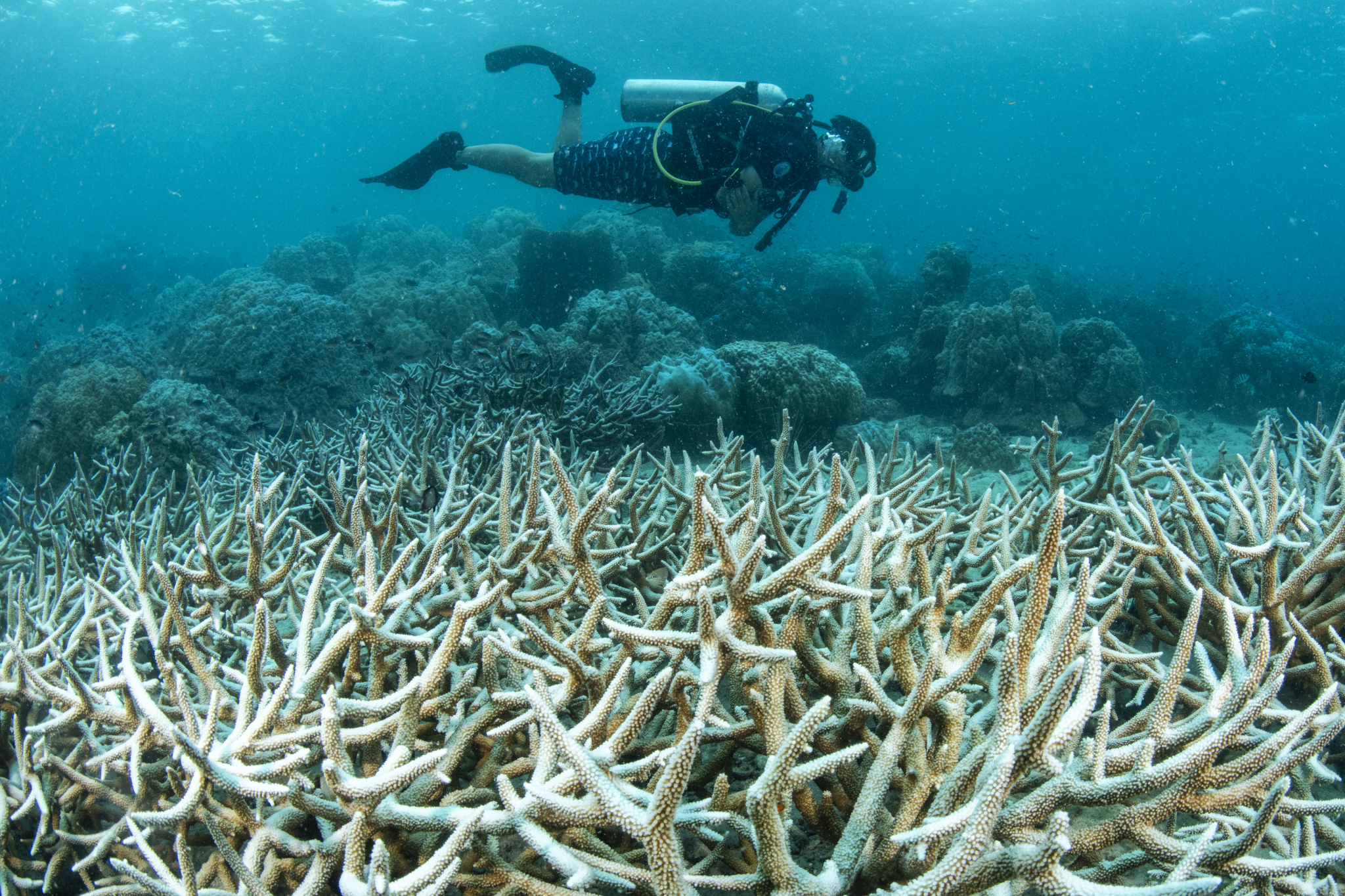 An expert from Thailand conducts a survey on reefs affected by coral bleaching on May 7, 2024 in Thailand. /CFP