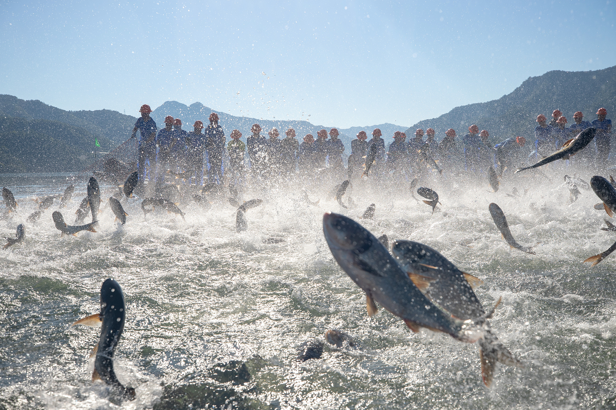 A fishing harvest scene in Qiandao Lake in Hangzhou, east China's Zhejiang Province, July 5, 2024. /CFP