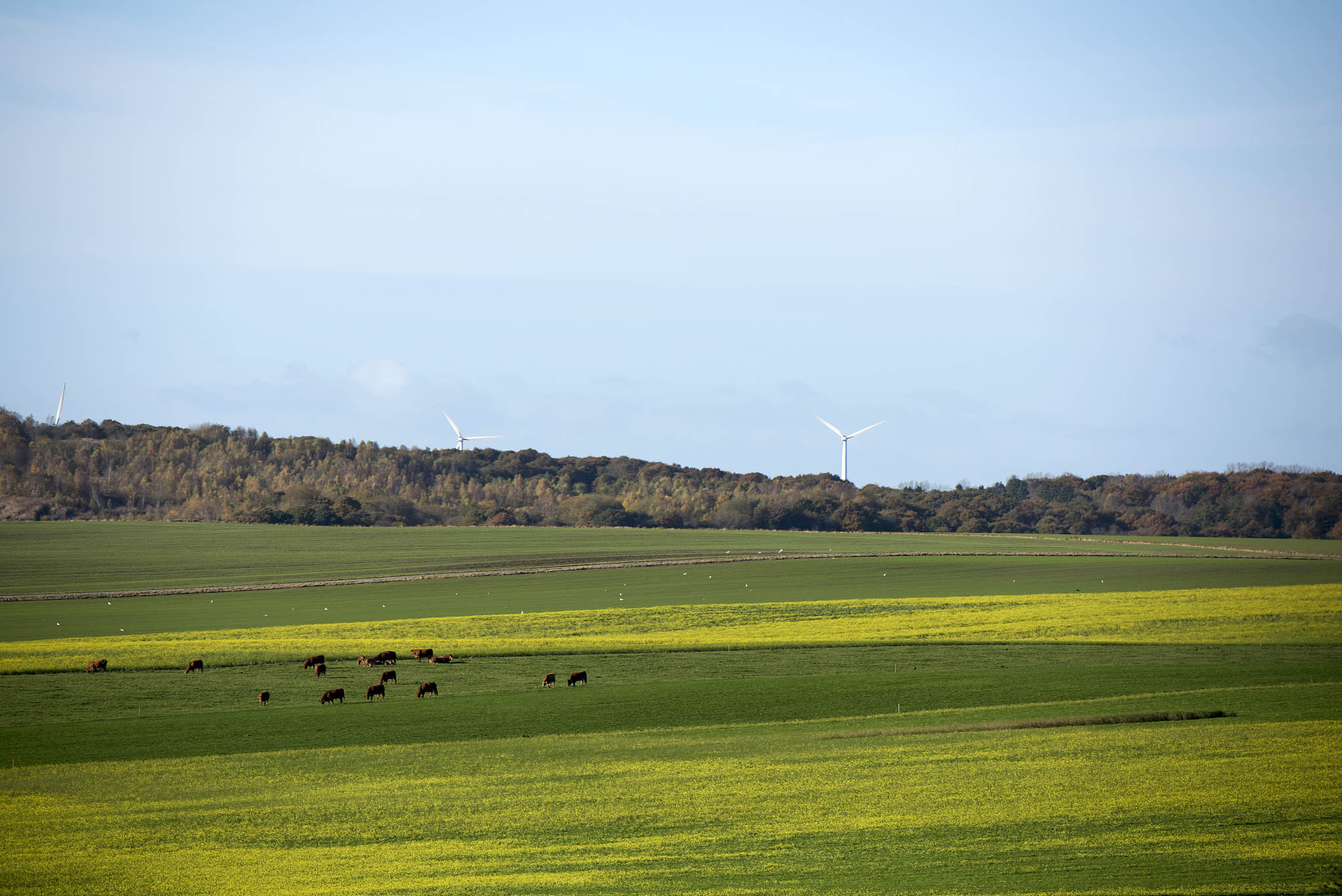 Farm animals graze in a field in the North Jutland Region, Denmark. /CFP