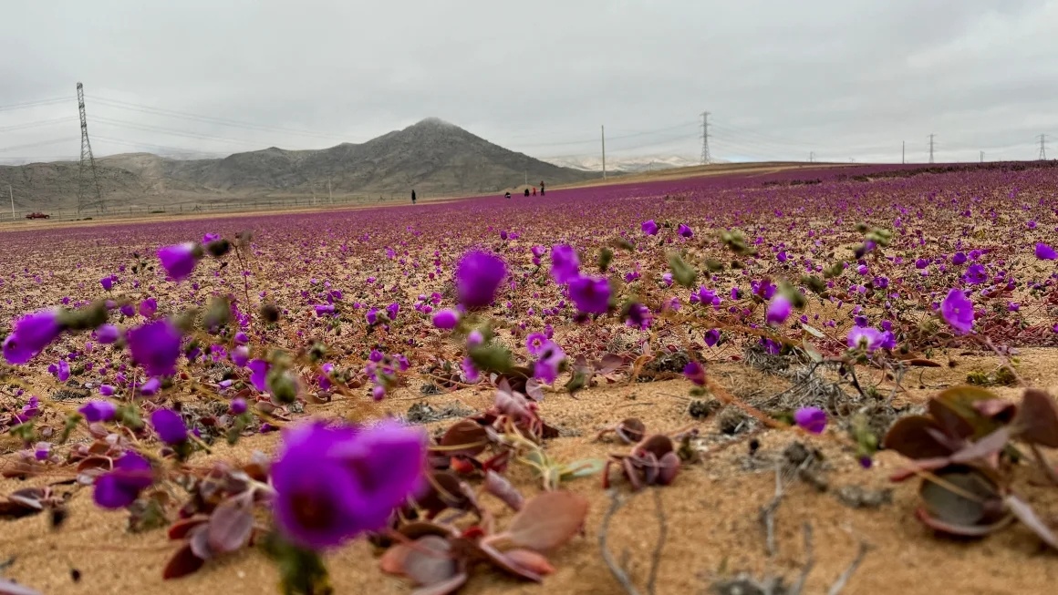 Flowers bloom in northern Chile's Atacama Desert. /CMG