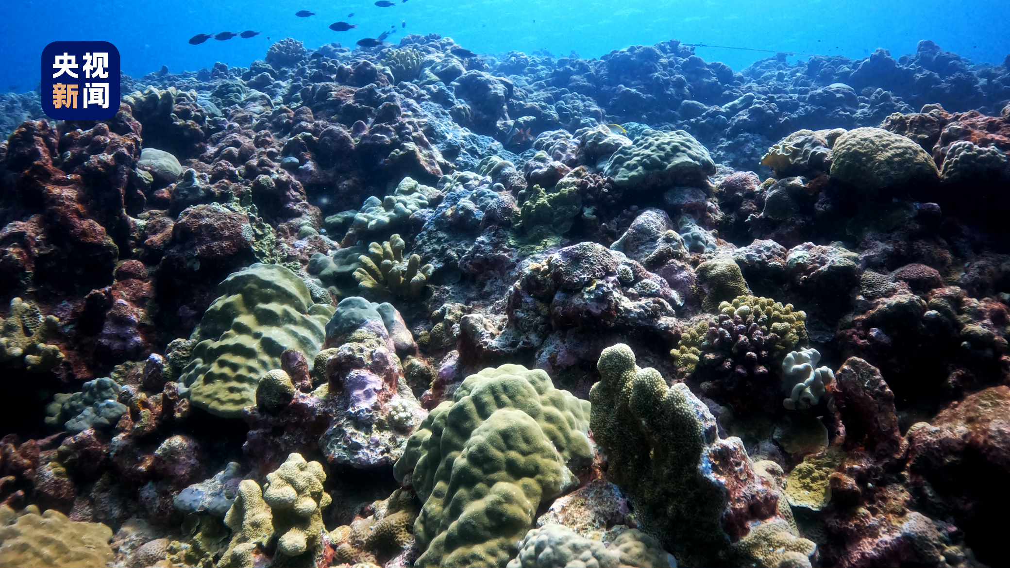 Coral reefs in the waters around the Huangyan Dao area. /China Media Group
