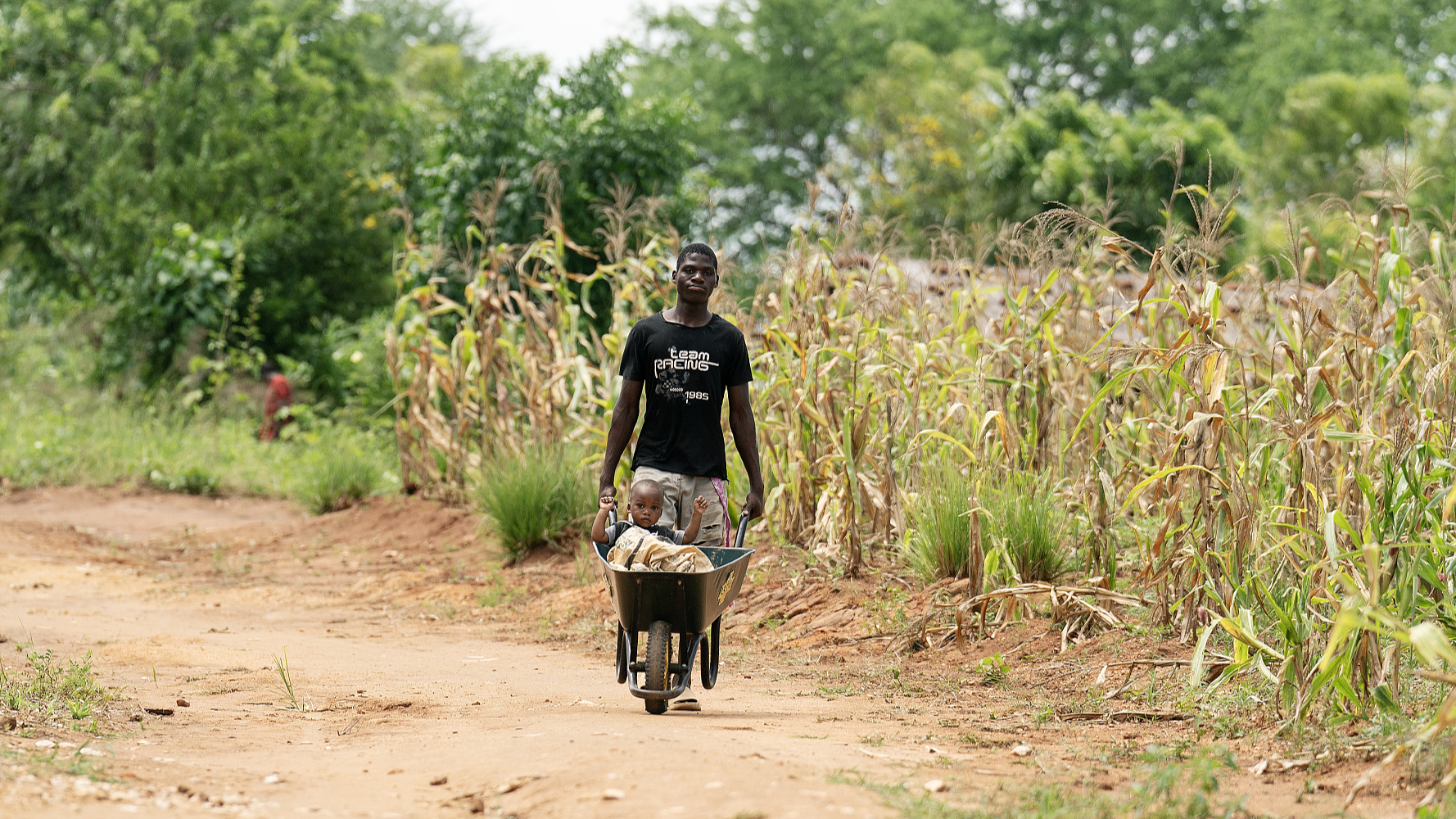 A man wheels a wheel barrow with a child in it alongside maize crops in the Balaka district of Malawi, March 6, 2024. /CFP 