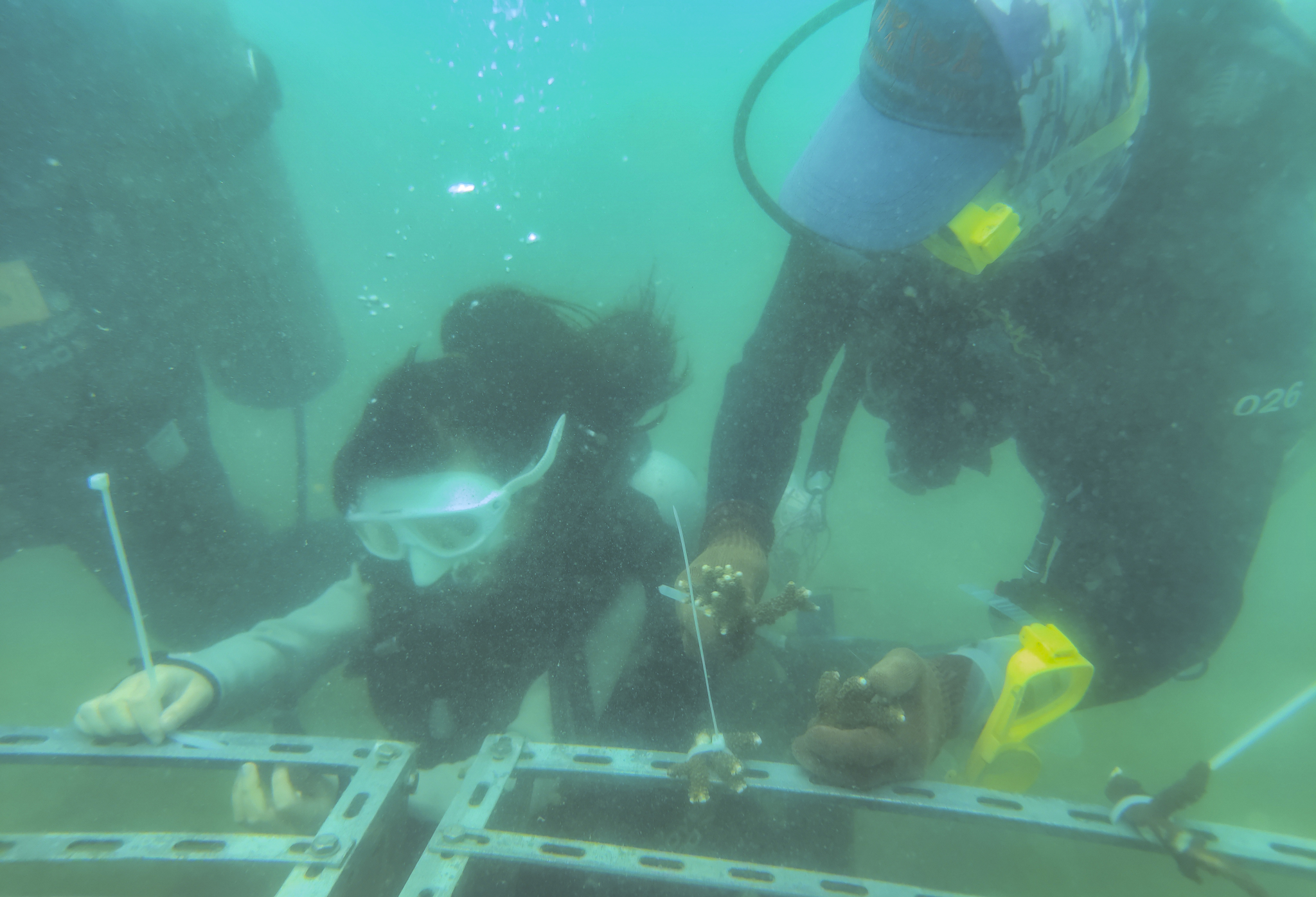 Coral conservation volunteers are seen transplanting corals underwater in Hainan Province on June 8, 2024. /CFP