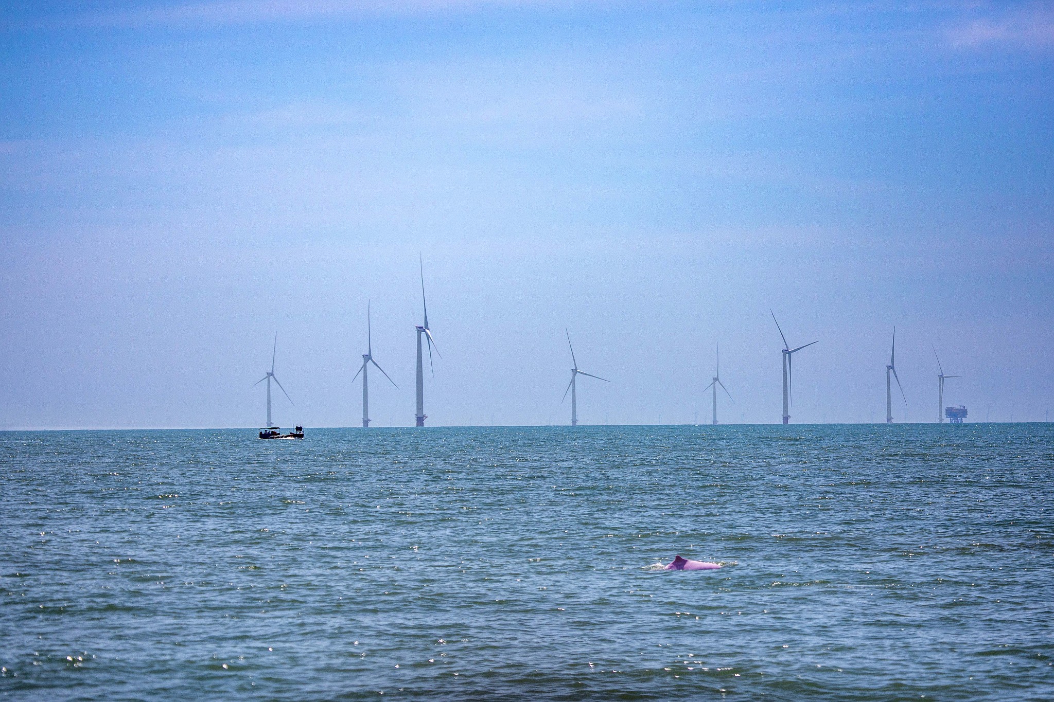 A white dolphin swims near offshore wind power plants in Leizhou Bay in southern China's coastal city of Zhanjiang, Guangdong Province, July 5, 2022. /CFP