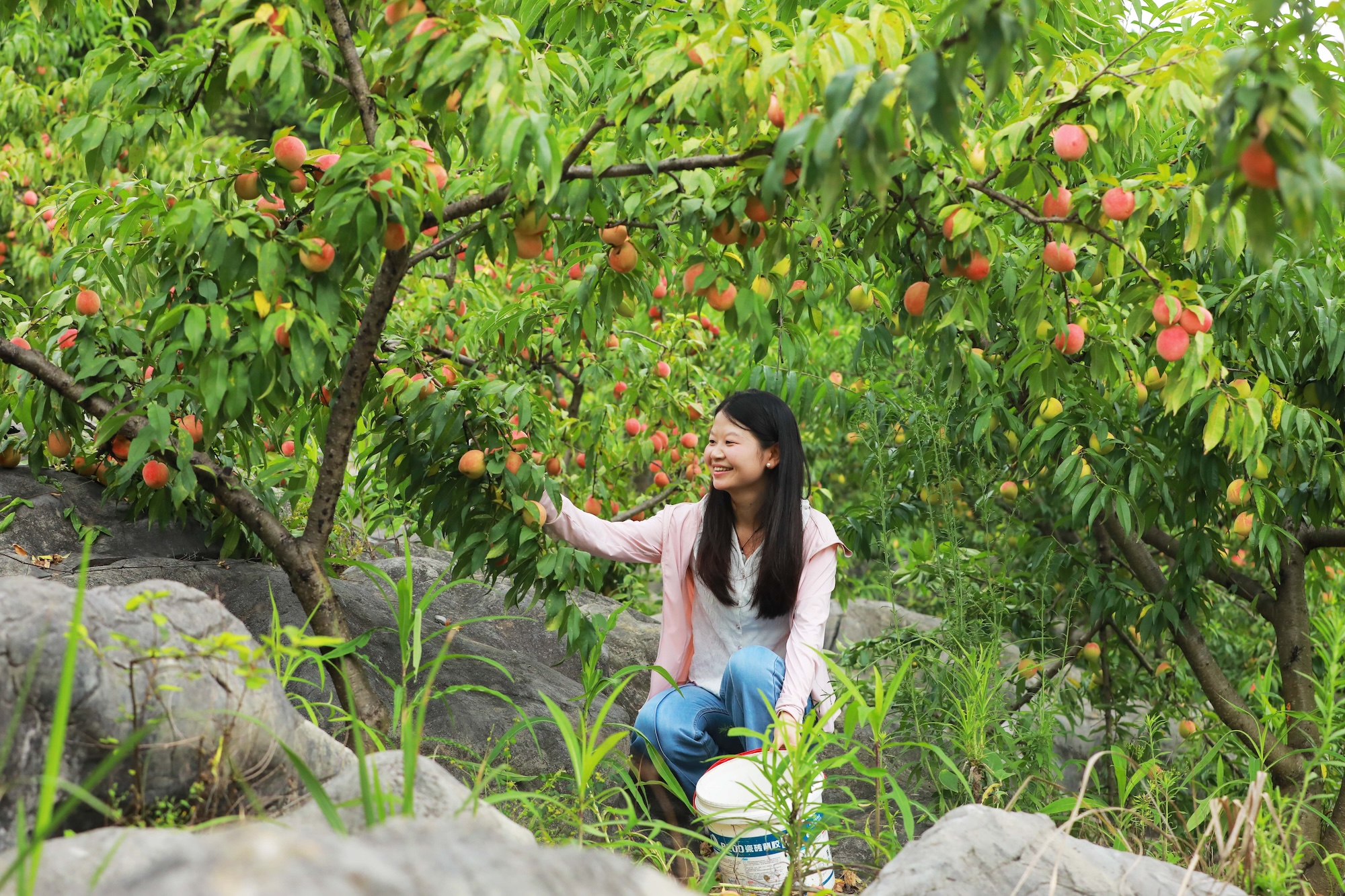A woman enjoys picking peaches in an orchard in Yinjiang, Guizhou Province on July 4, 2024. /Photo provided to CGTN