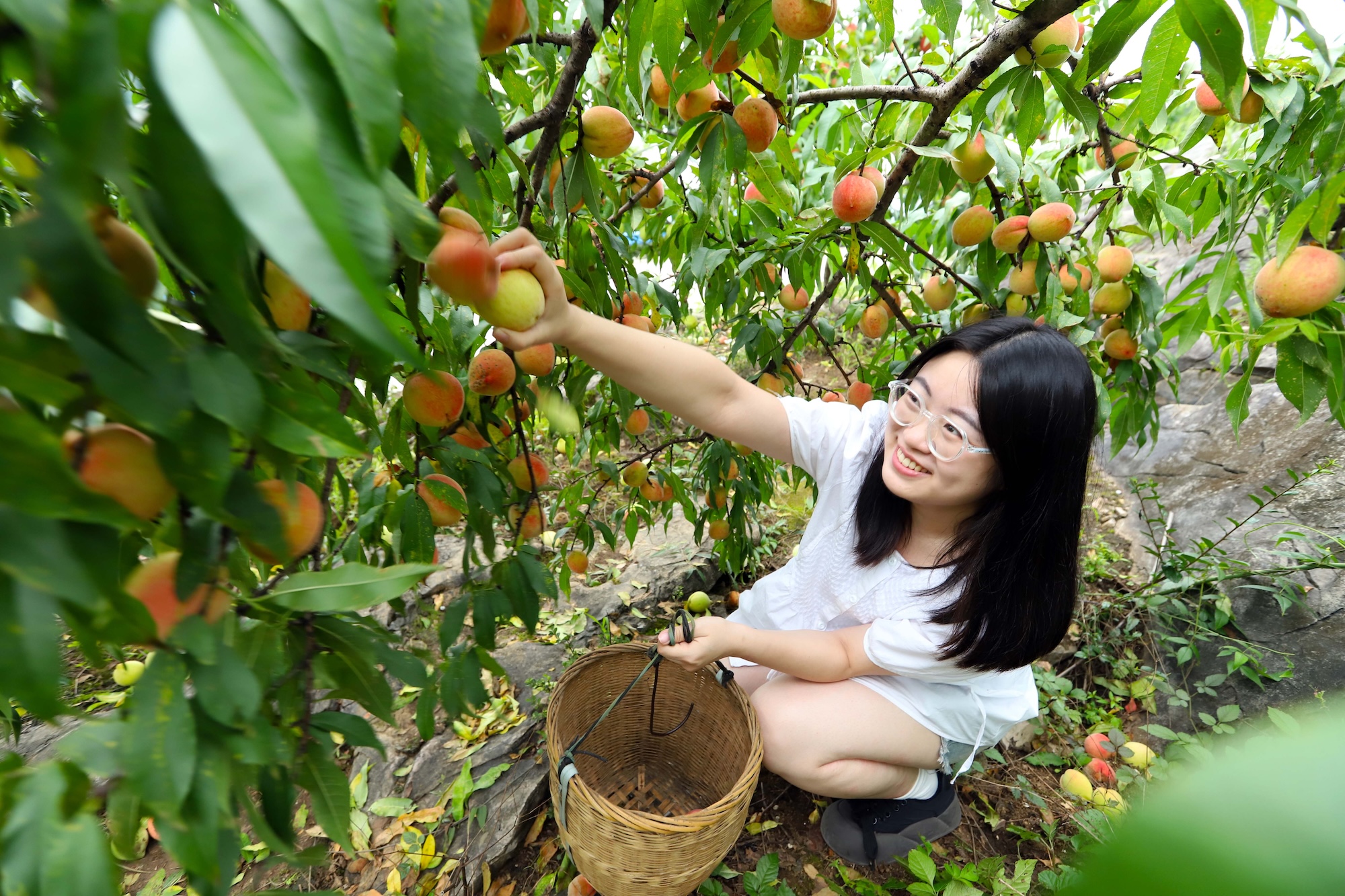 A woman picks peaches in an orchard in Yinjiang, Guizhou Province on July 4, 2024. /Photo provided to CGTN