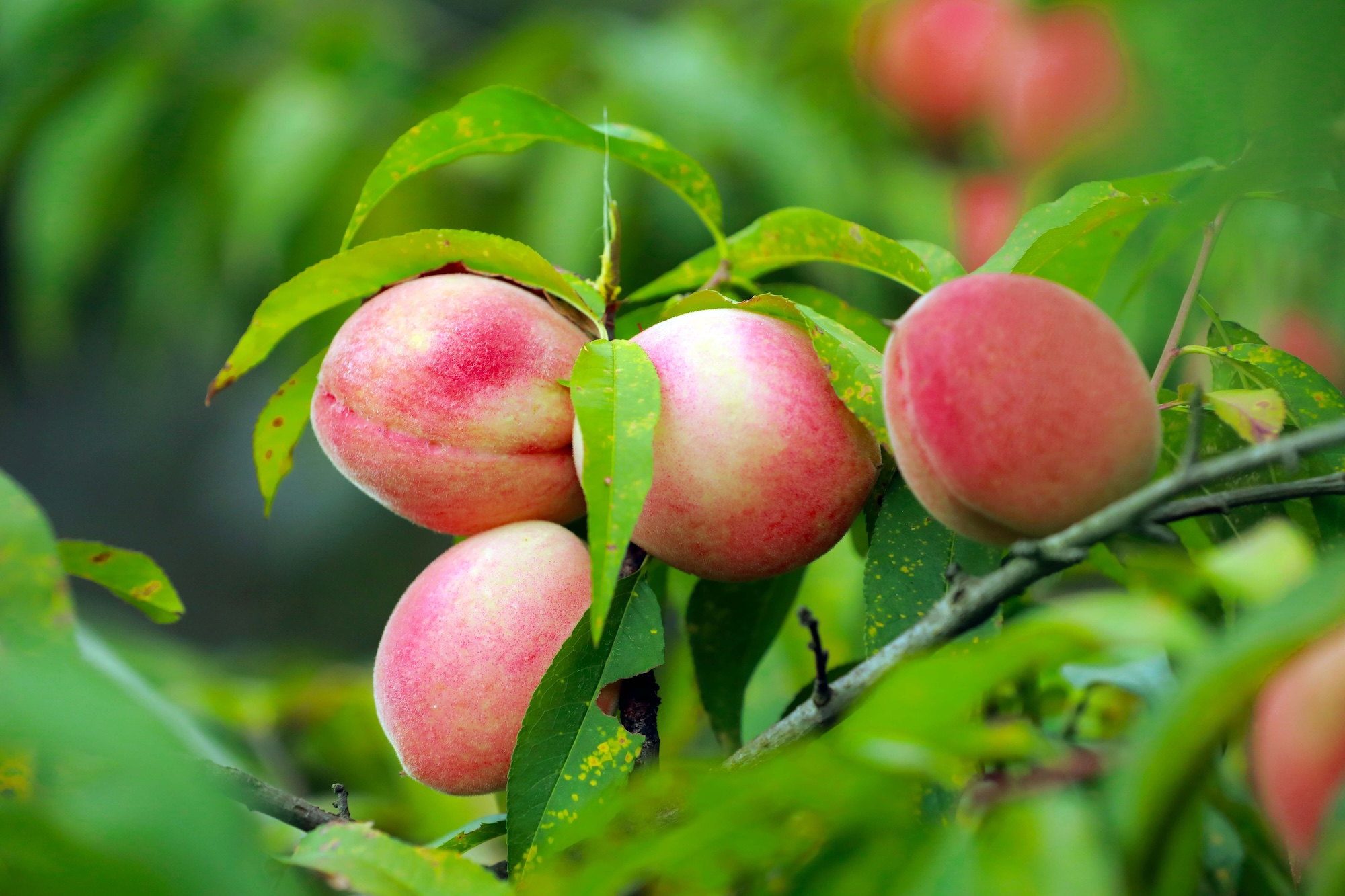 Ripe peaches are seen in Yinjiang, Guizhou Province on July 4, 2024. /Photo provided to CGTN