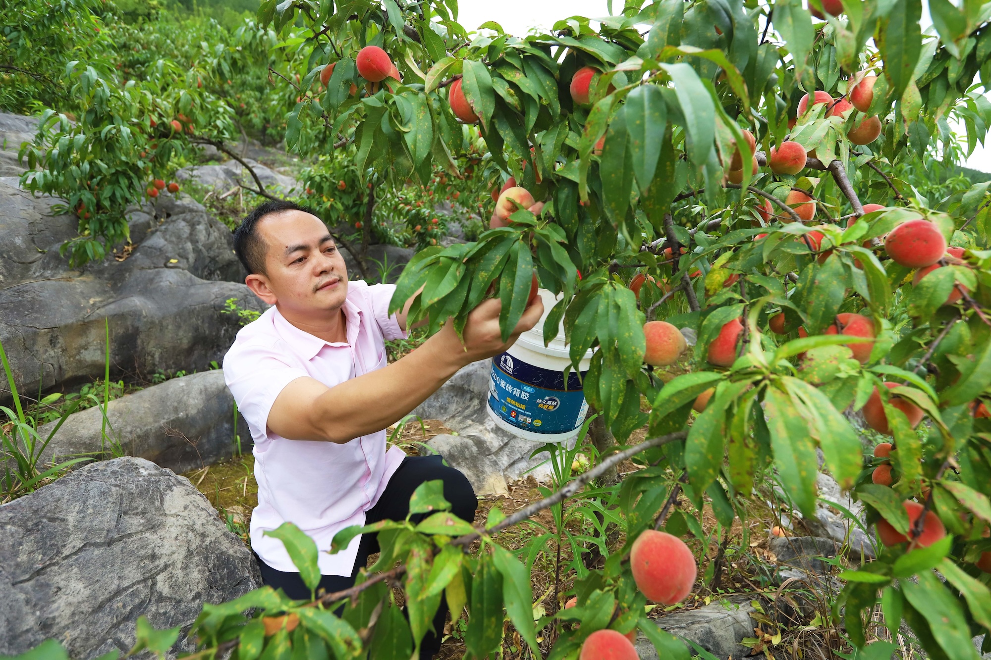 A man picks peaches in an orchard in Yinjiang, Guizhou Province on July 4, 2024. /Photo provided to CGTN