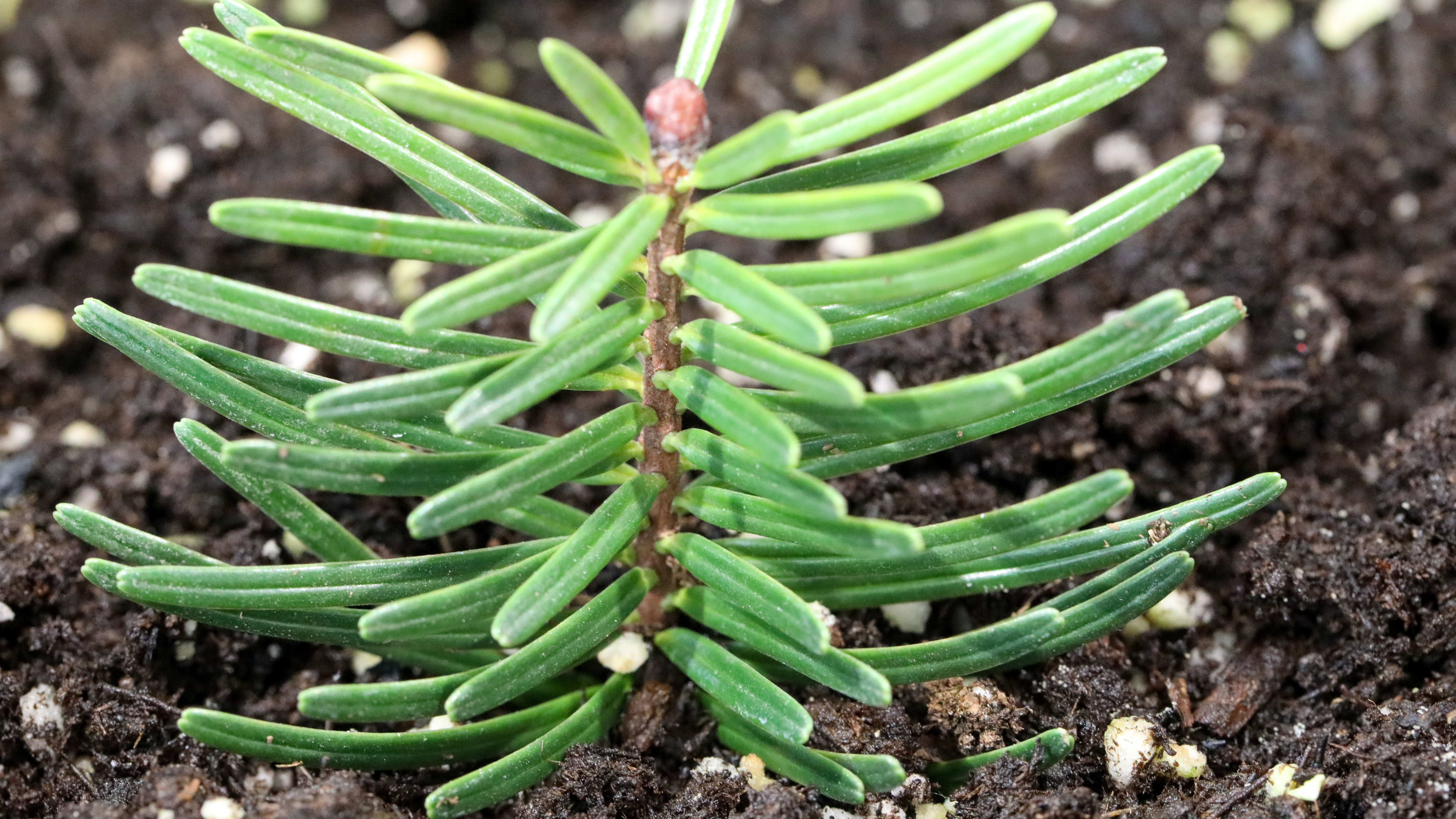Endangered Fanjingshan fir bred artificially